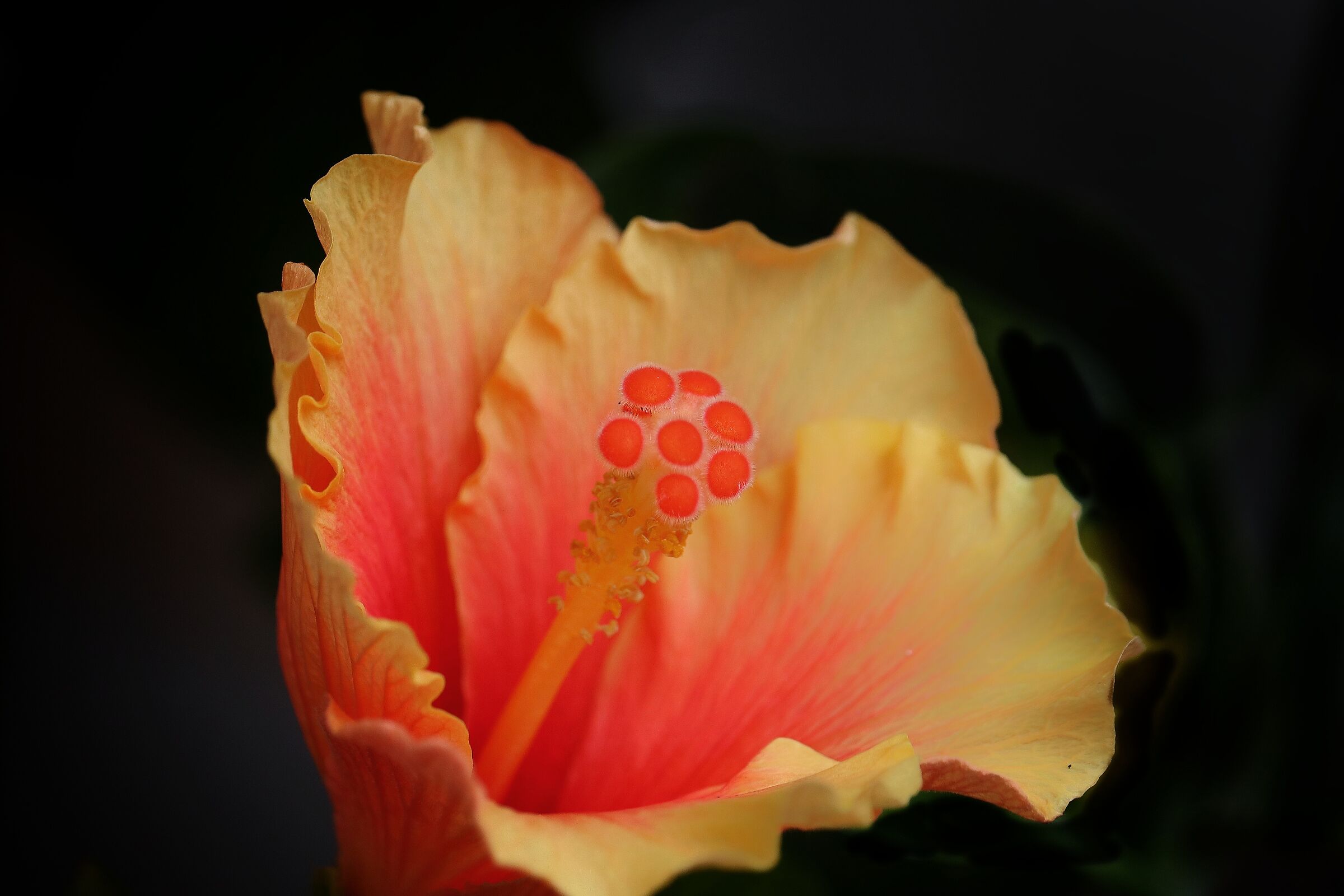 Hibiscus