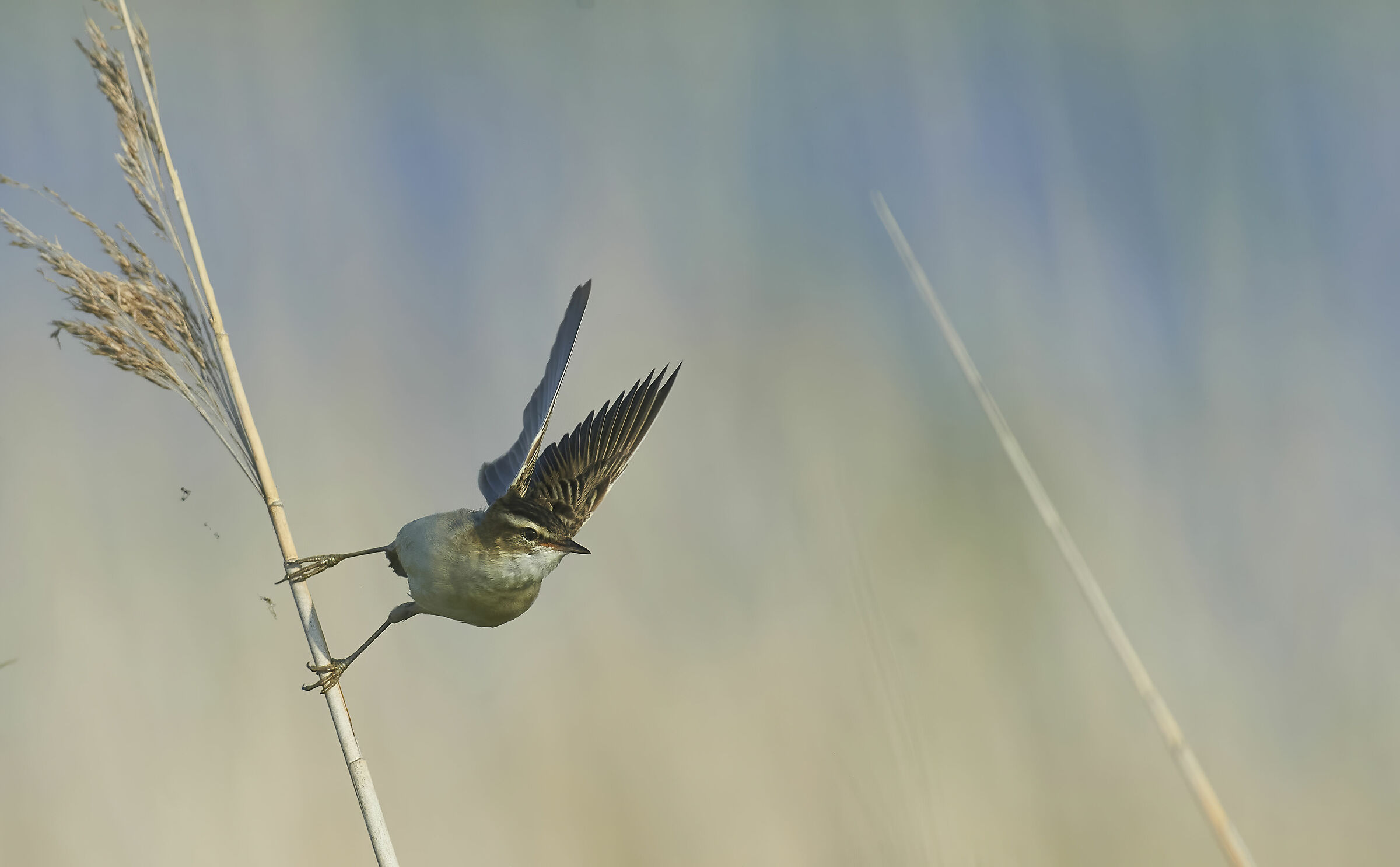 Sedge Warbler take off.