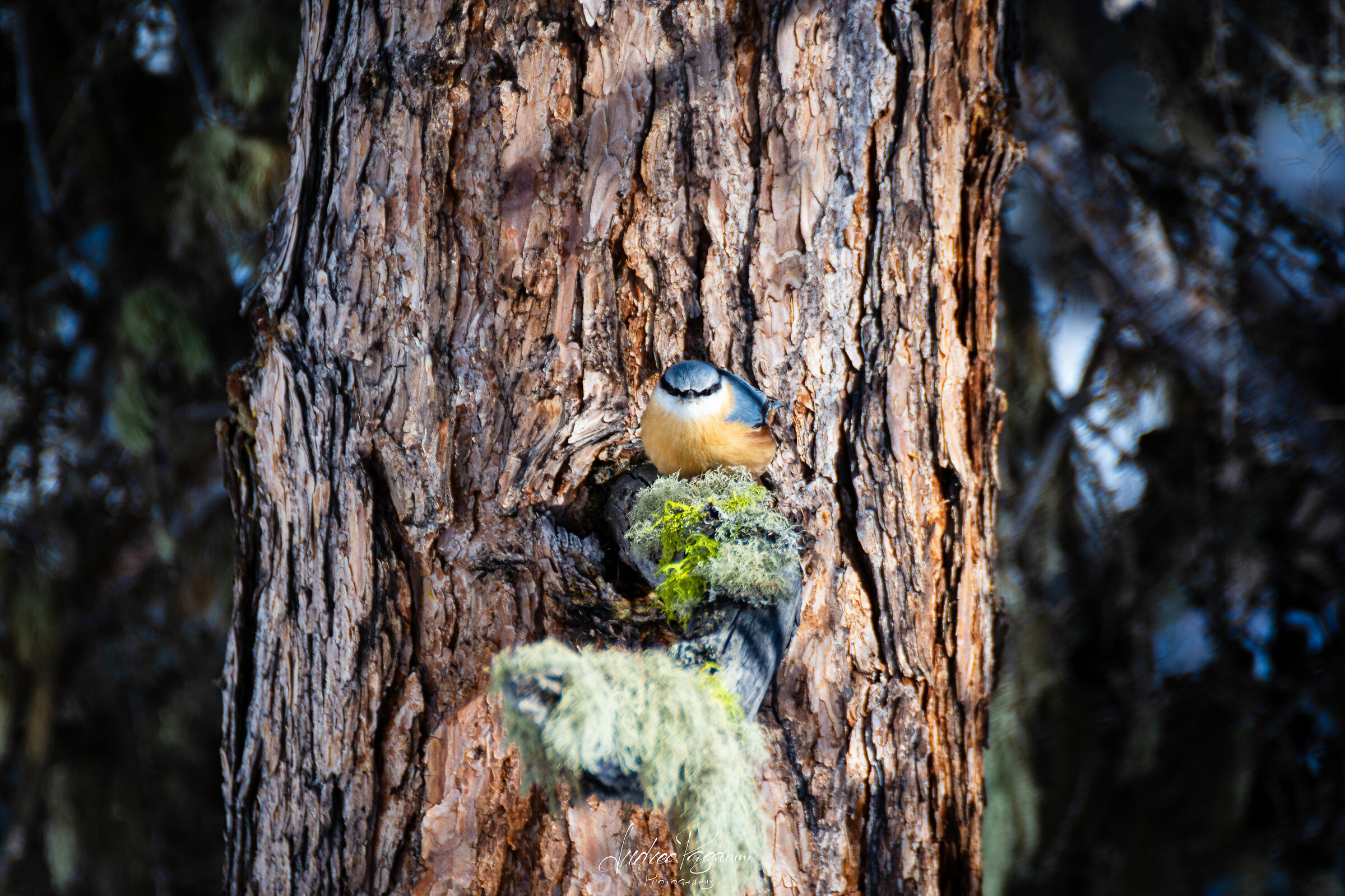Sitta europaea (Picchio muratore) - Val Roseg (ch)