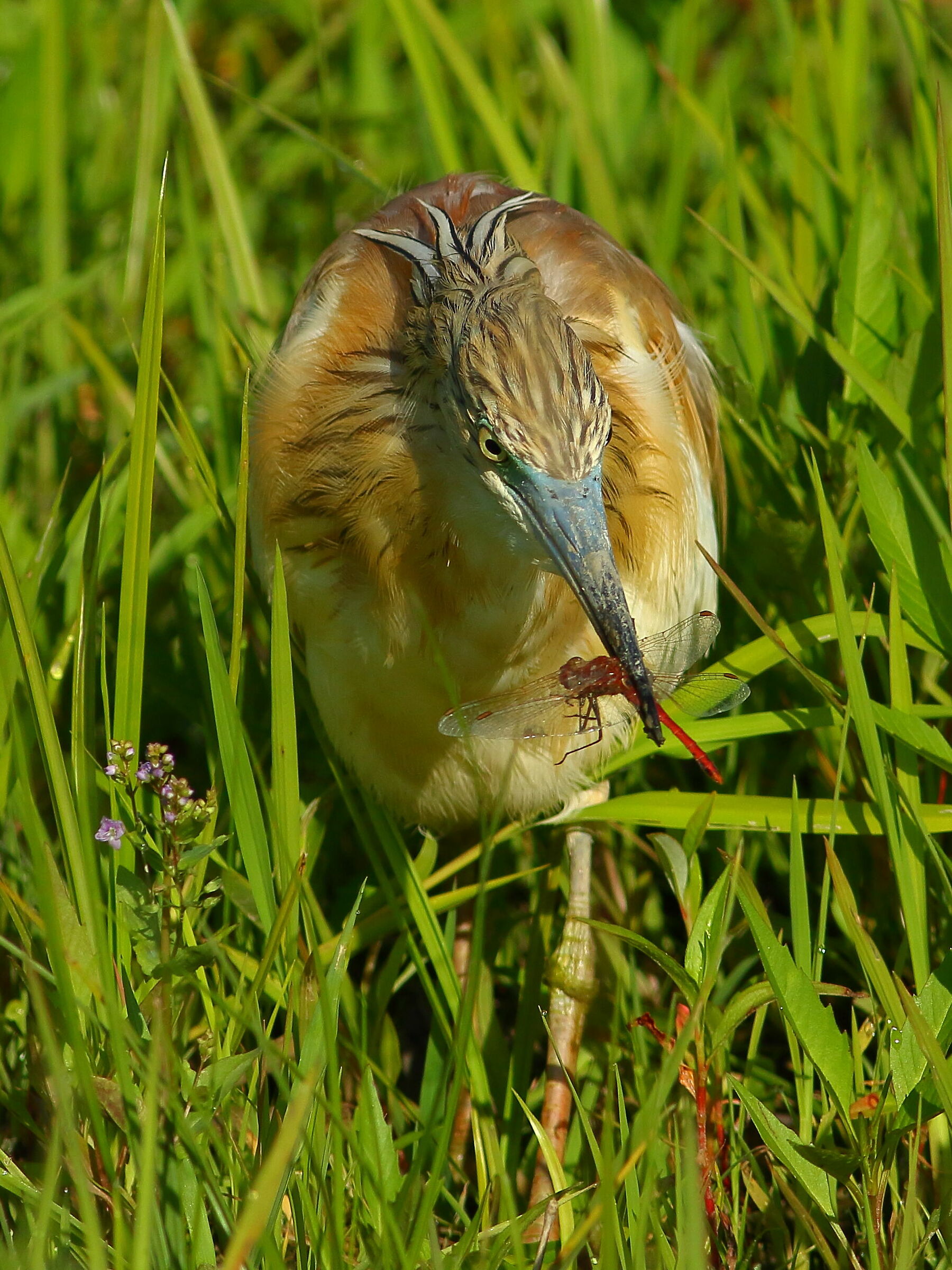 sgarza ciuffetto