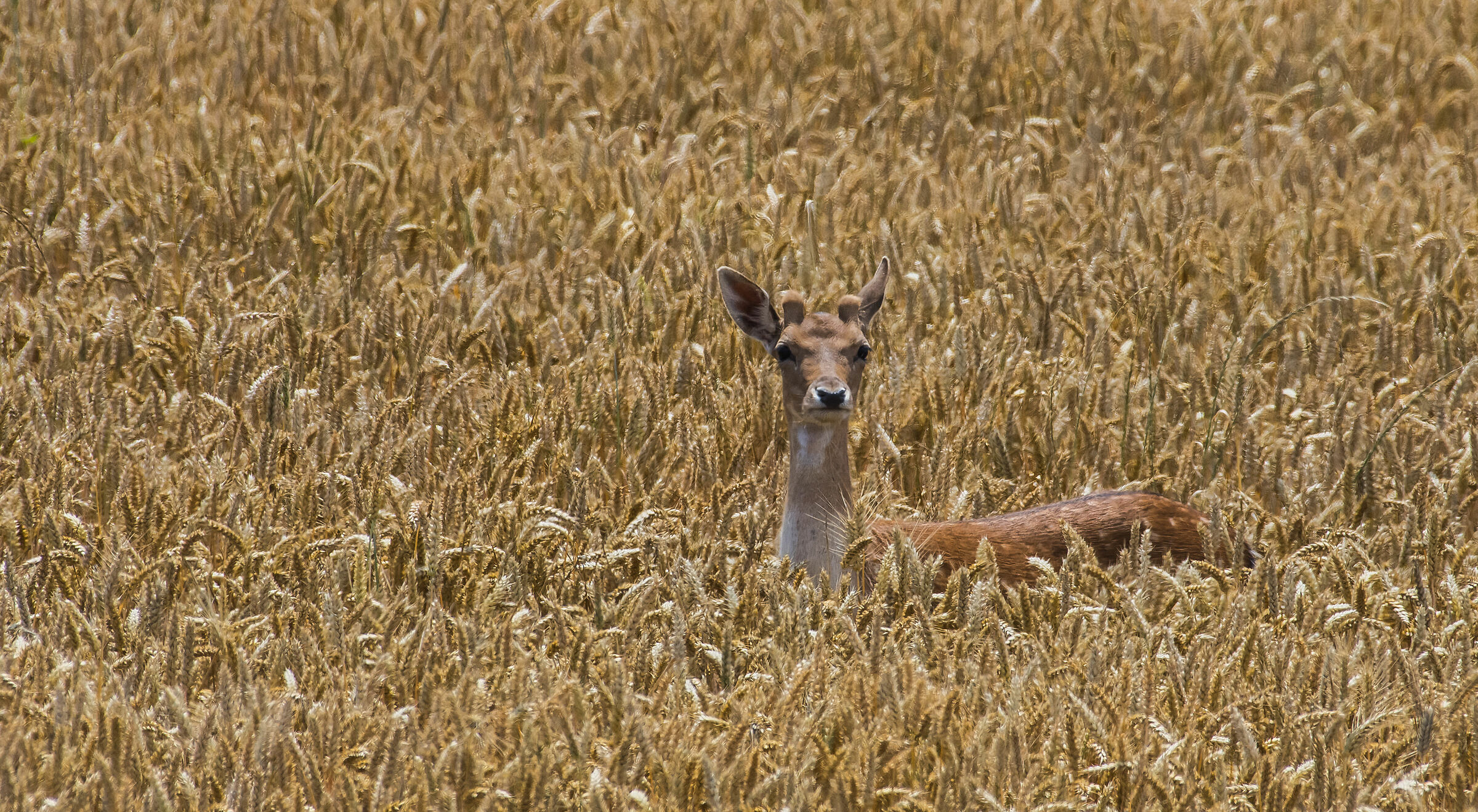 All'improvviso spunta lui dalle spighe di grano