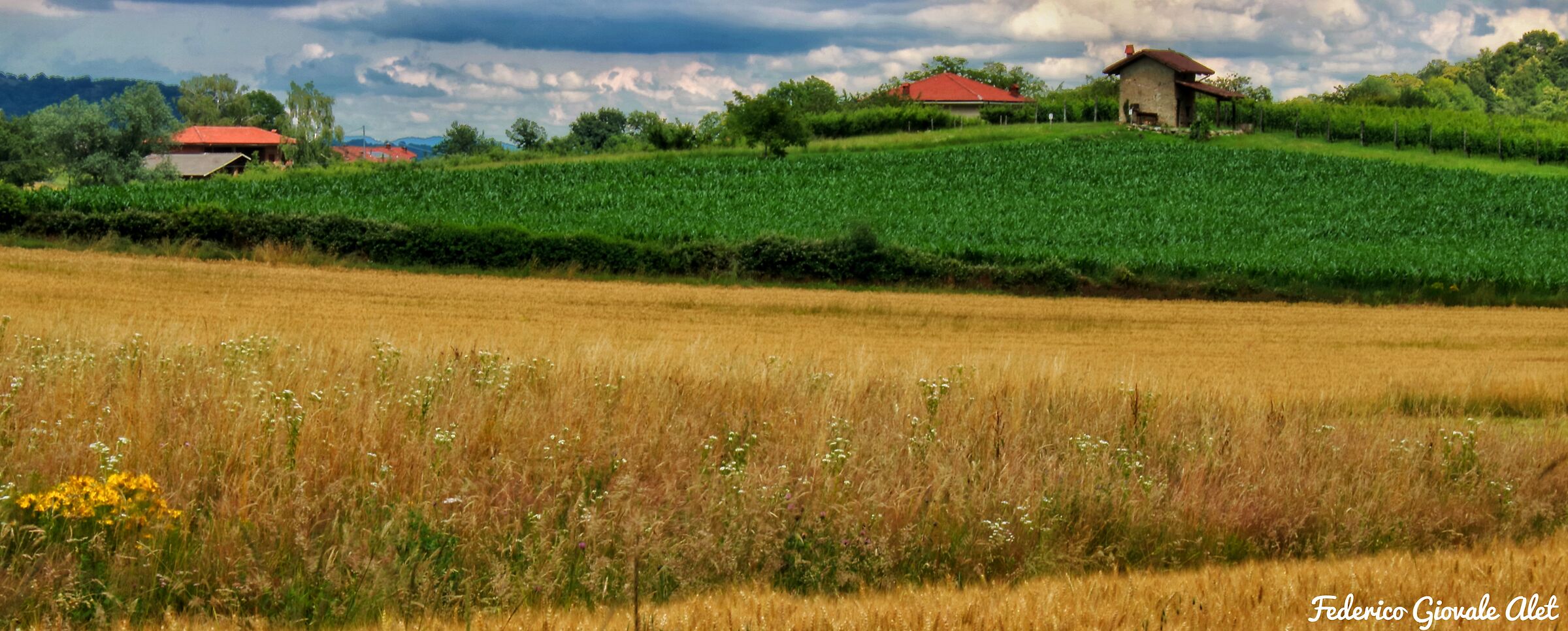 Fields grown in June