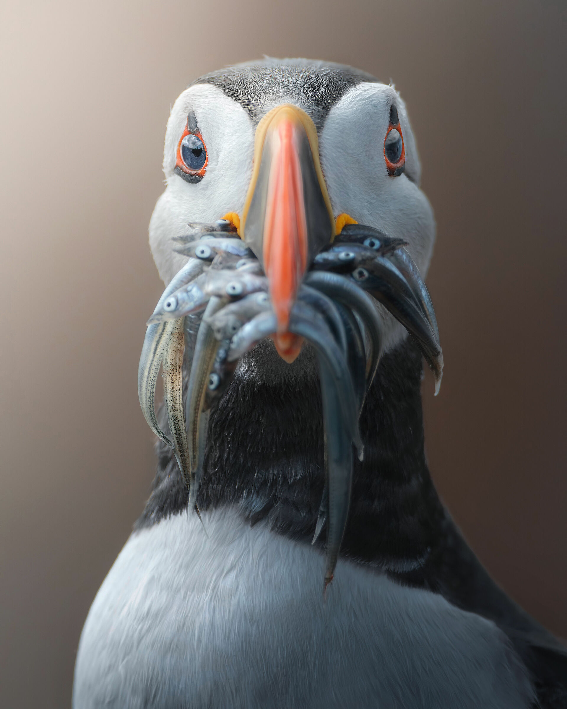 Puffin