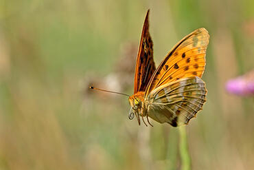 Argynnis paphia