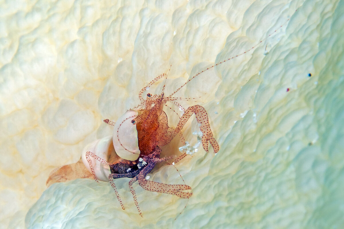 Hamopontonia corallicola