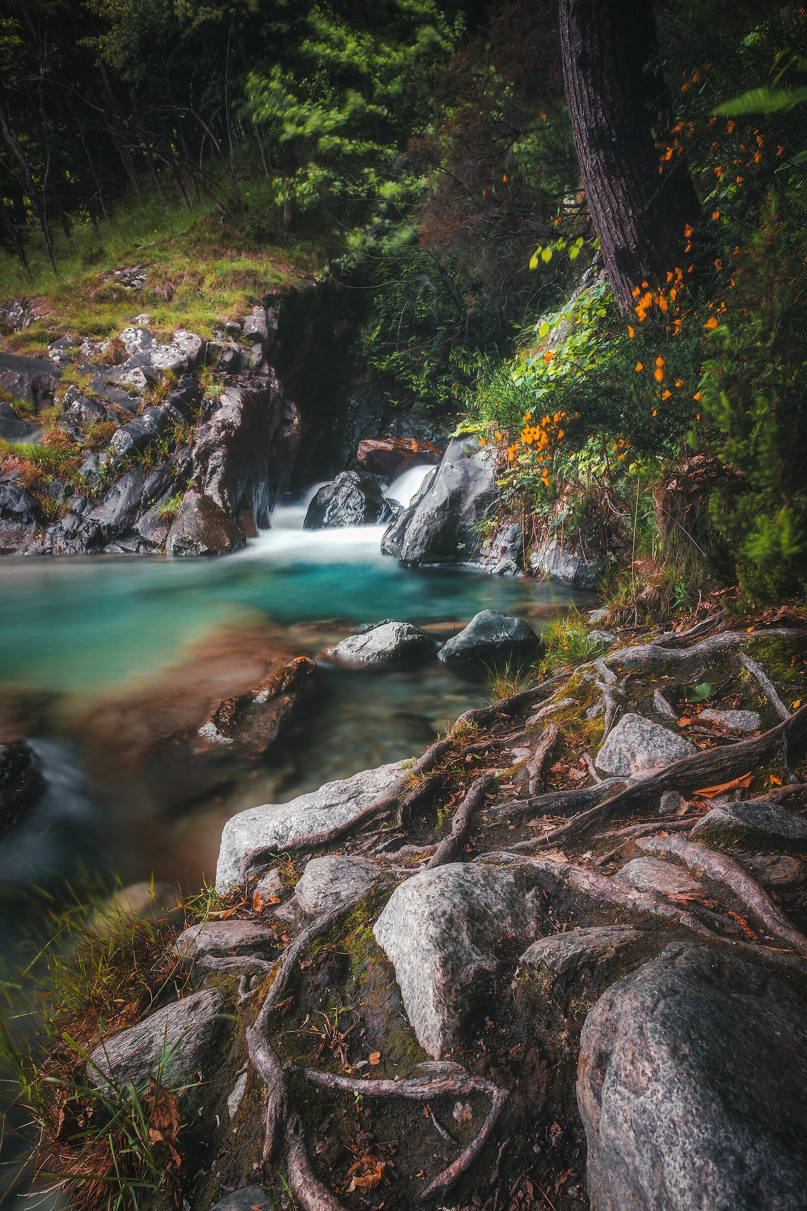 Enchanted Garden, New1000249>