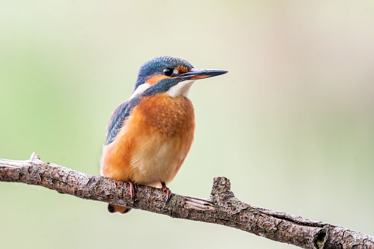 Kingfisher