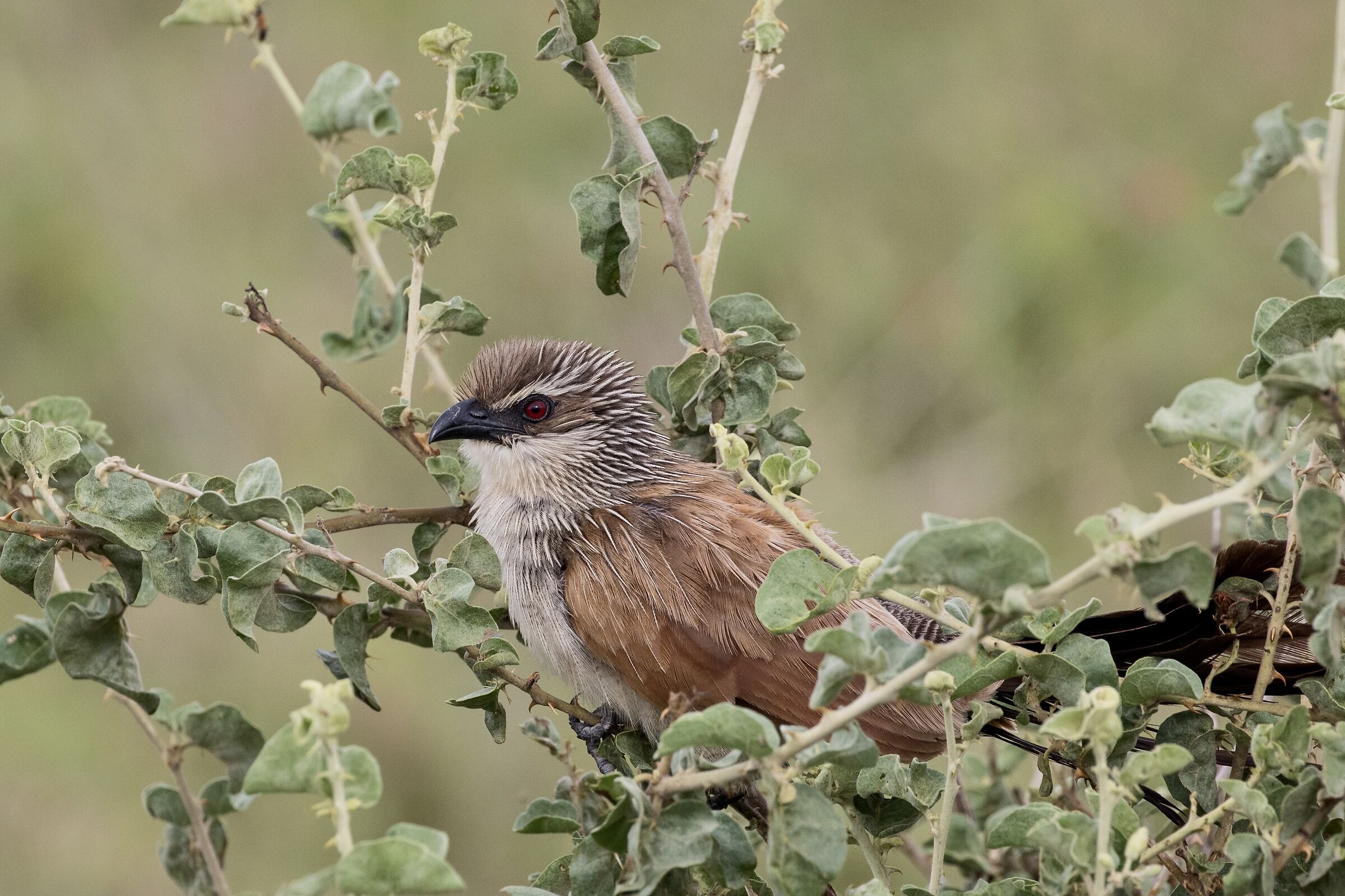 Burchell's coucal