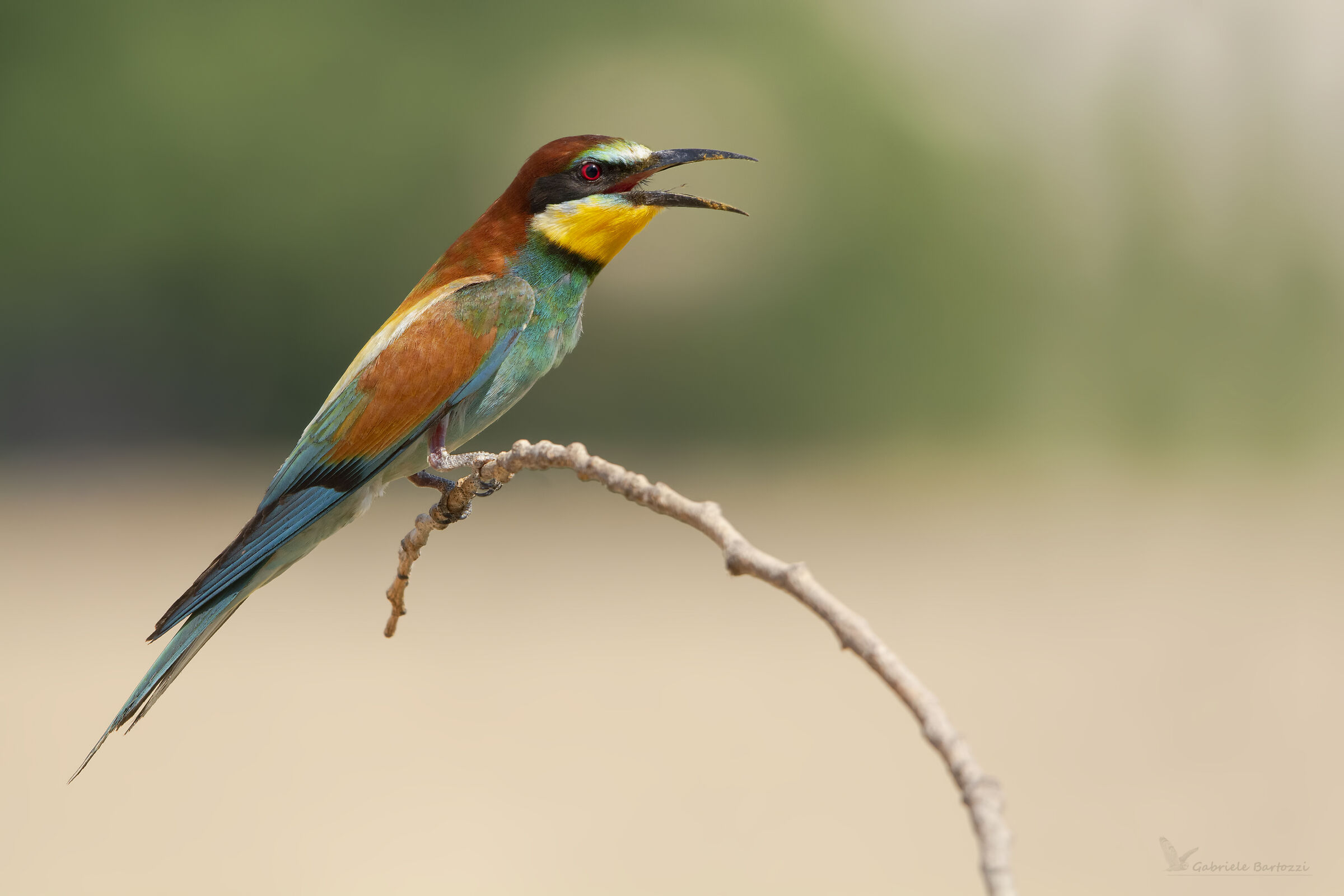 Bee-eater
