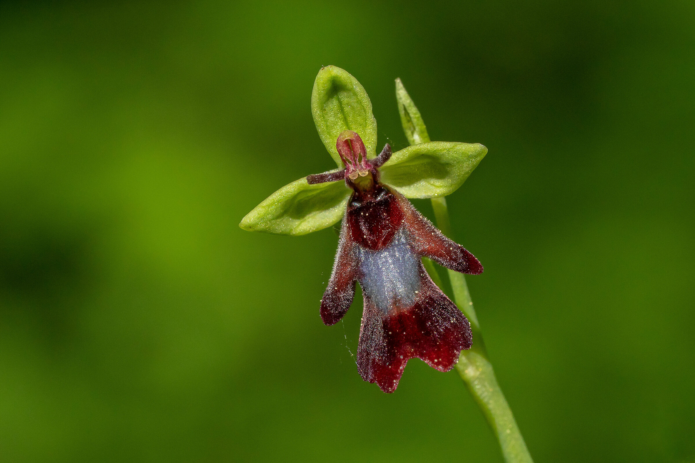 Ophrys insectifera