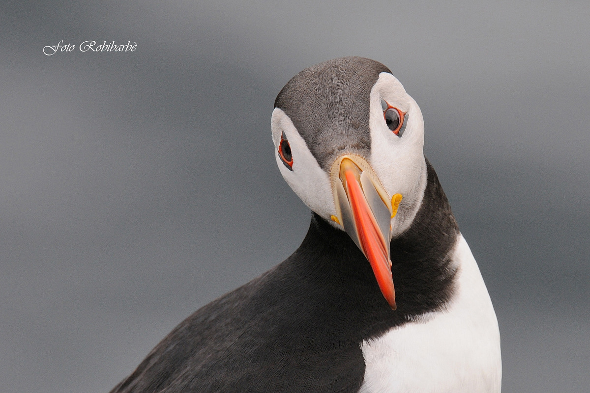 Lo sguardo in primo piano...