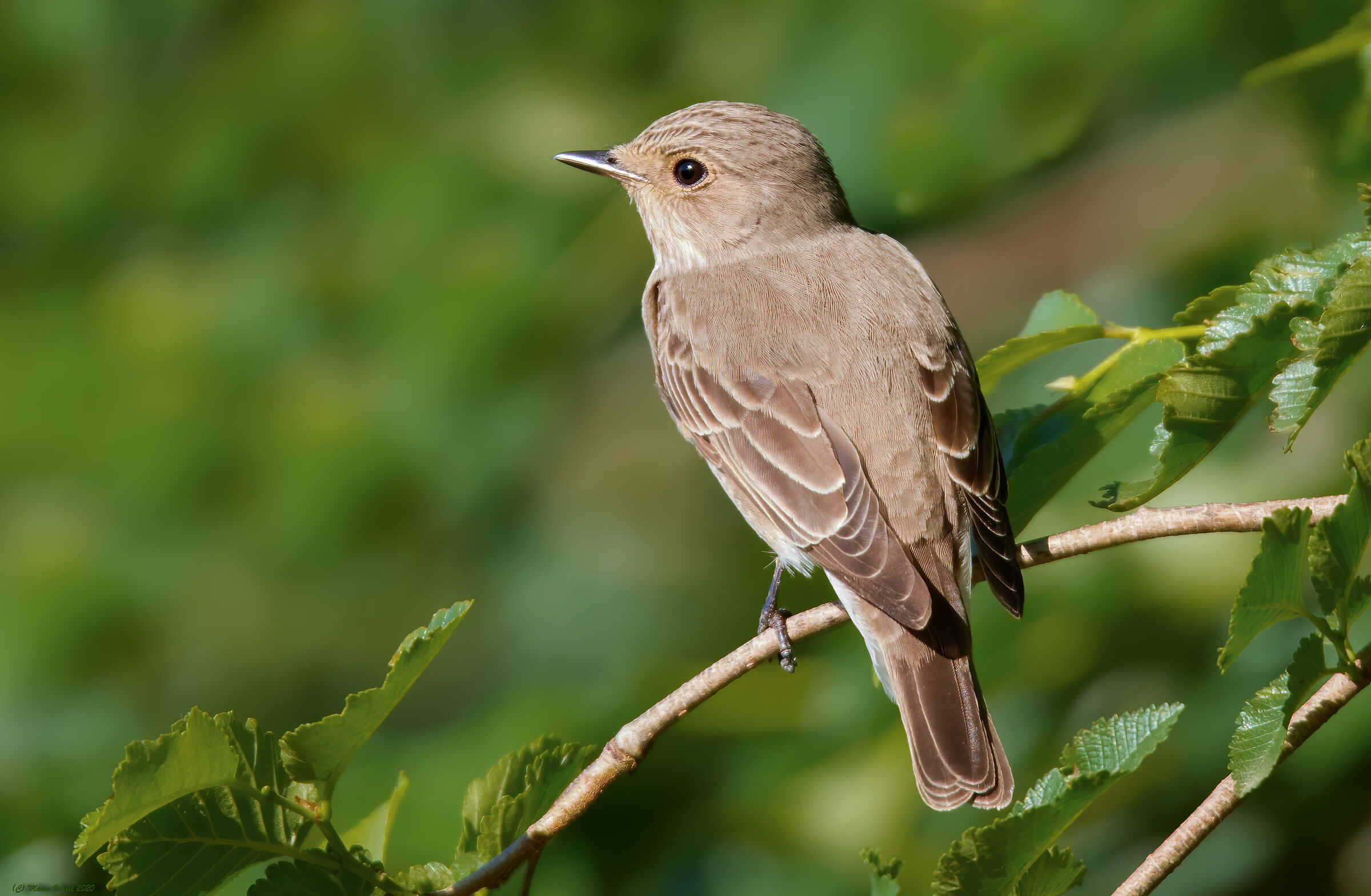 Tax Pigliamosche (Sigelus Silens)