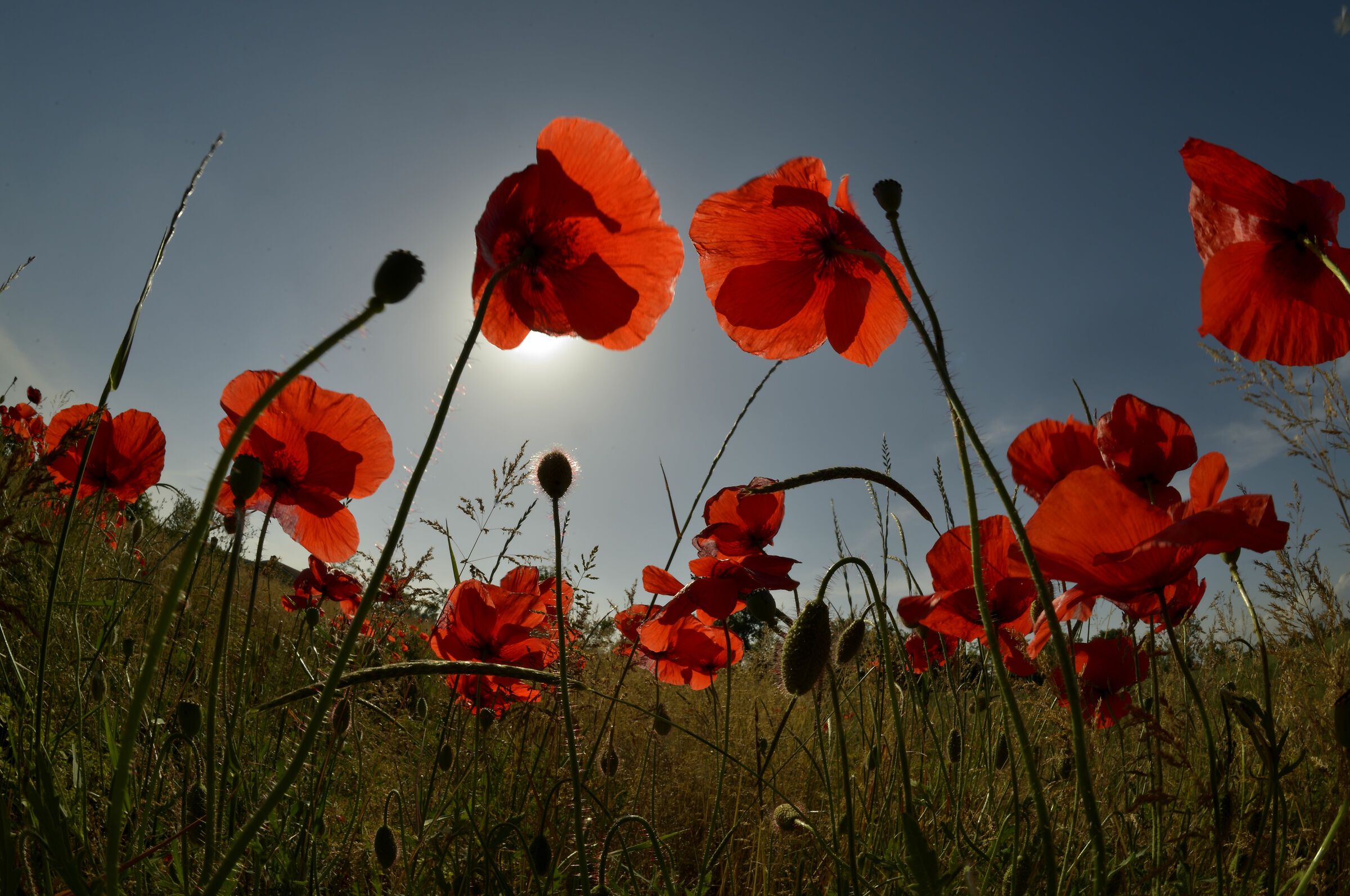 last poppies...