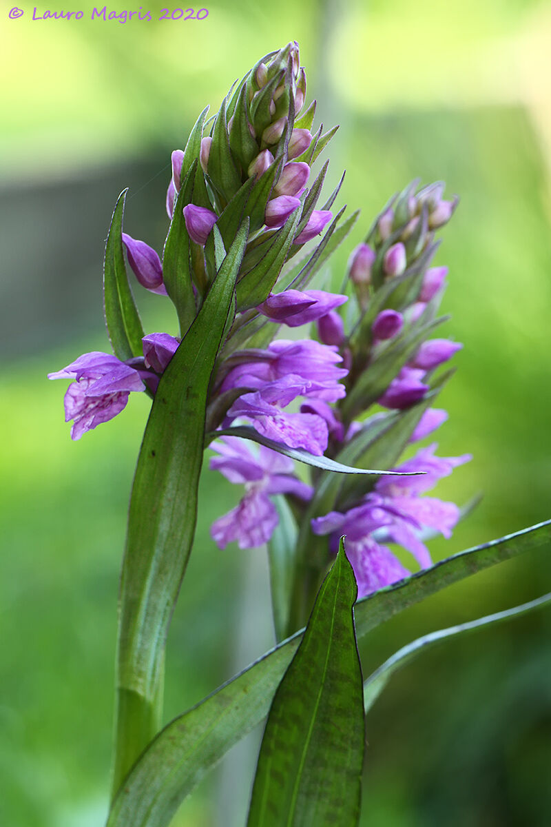 Orchidee di Traunsteiner