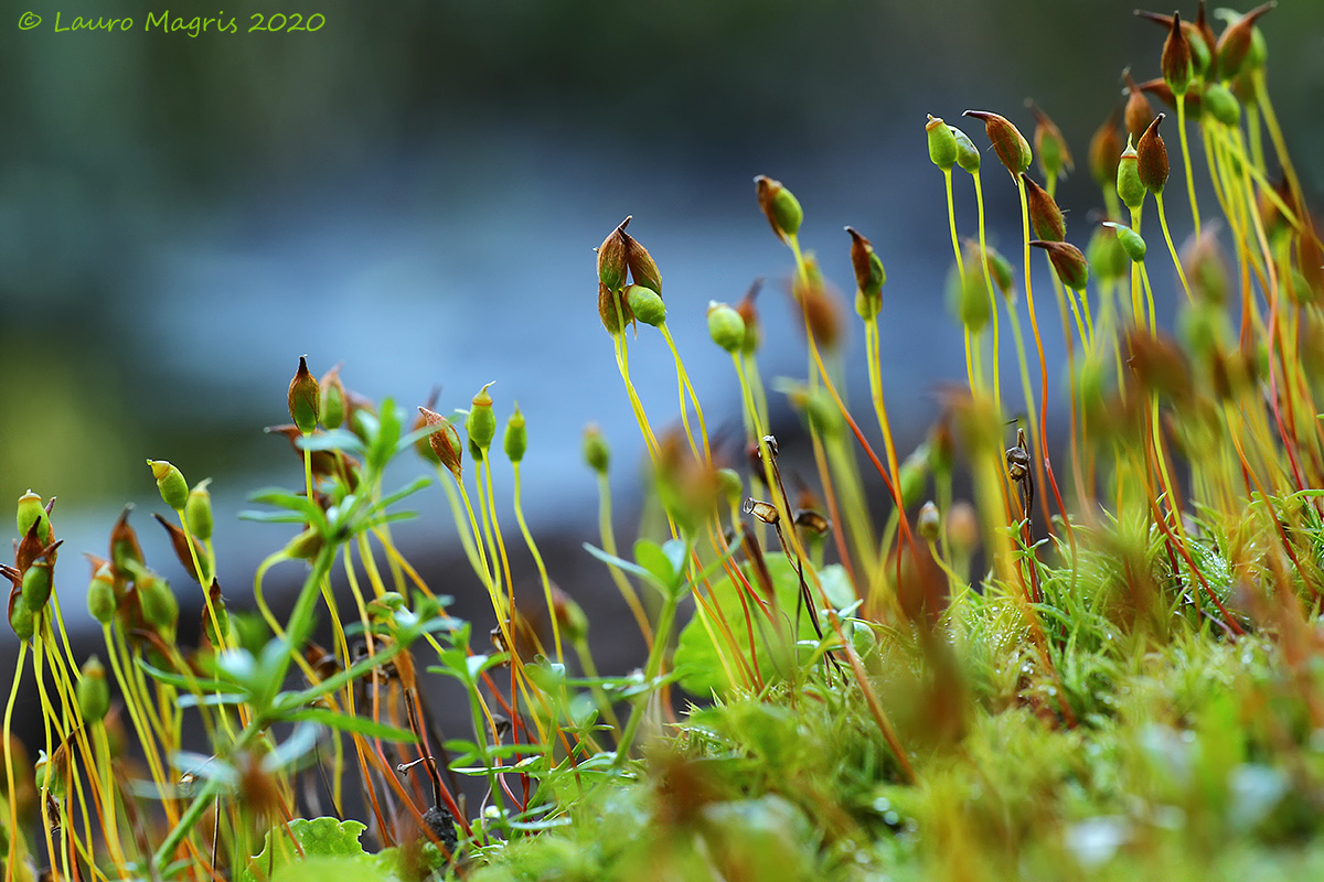 Polytrichum commune