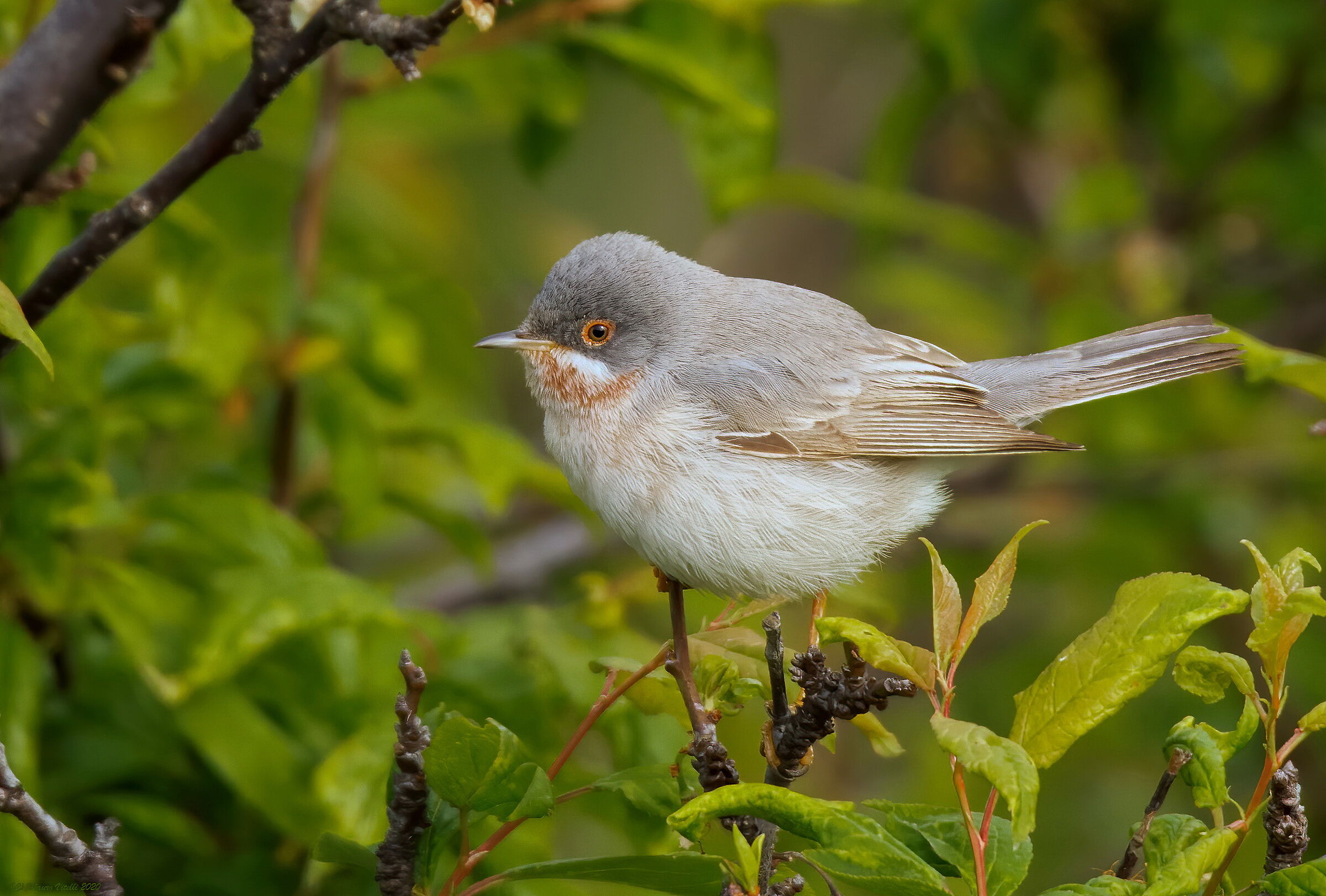 Common Sterpazzolina (Sylvia cantillans)