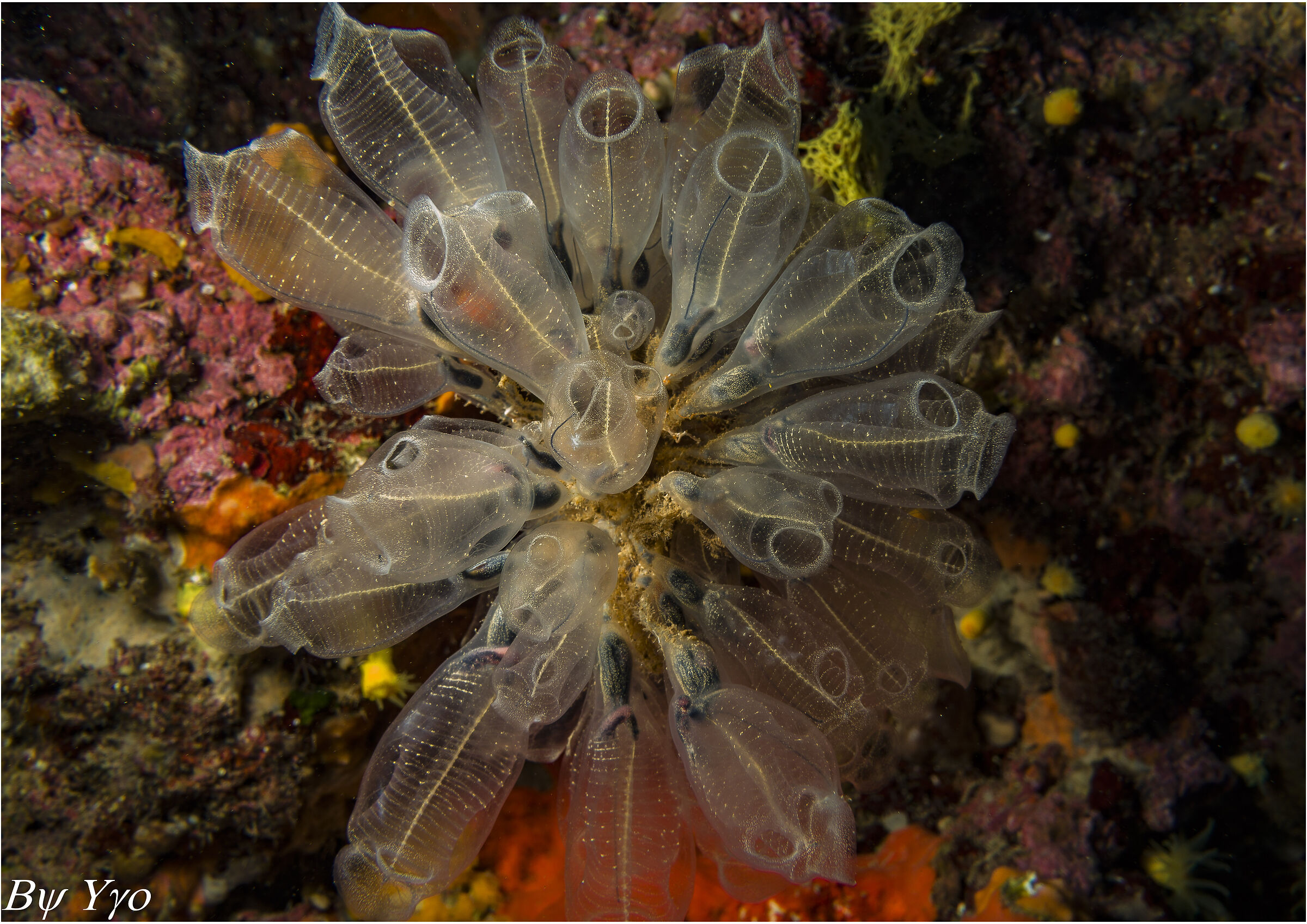 Clavelina lepadiformis