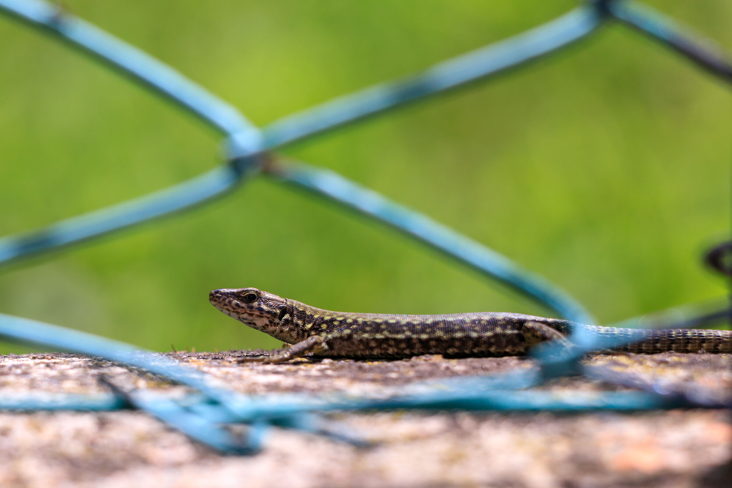 E guardo il mondo da un oblò