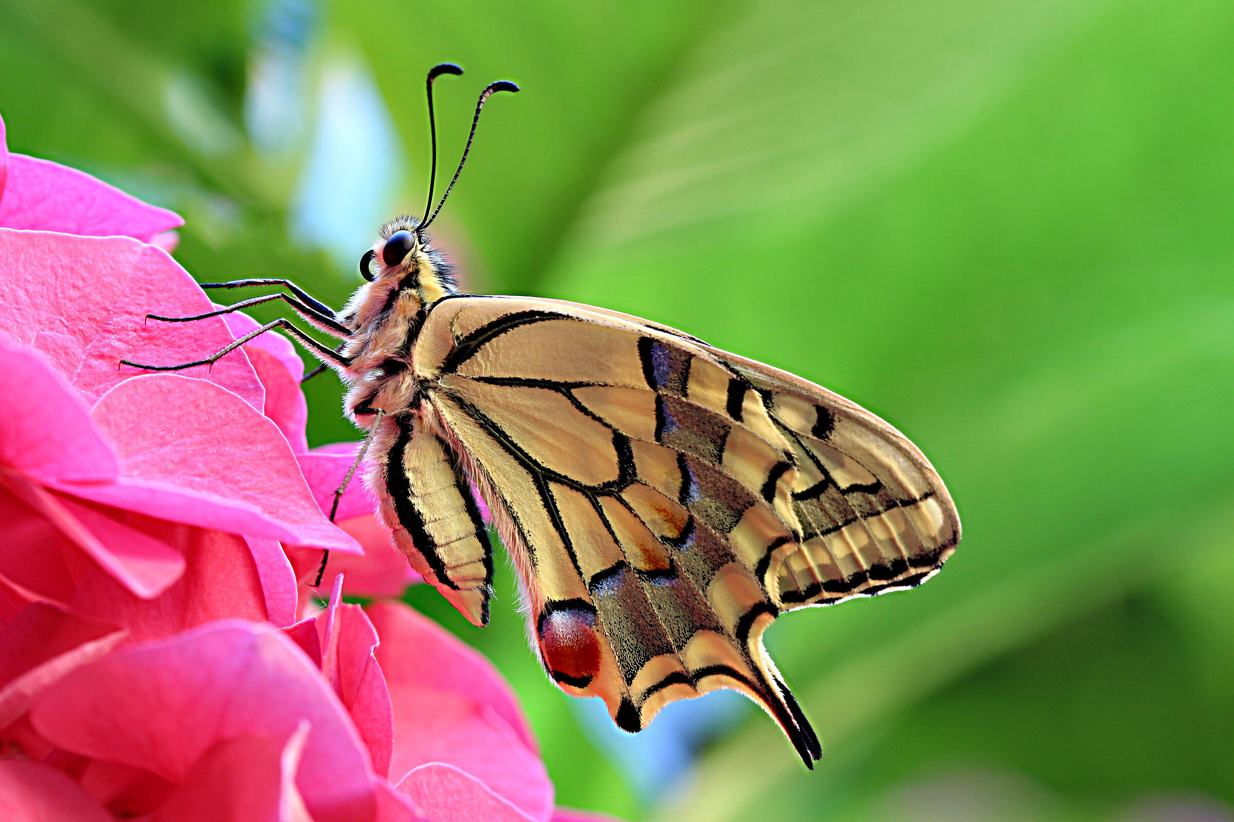 Swallowtail