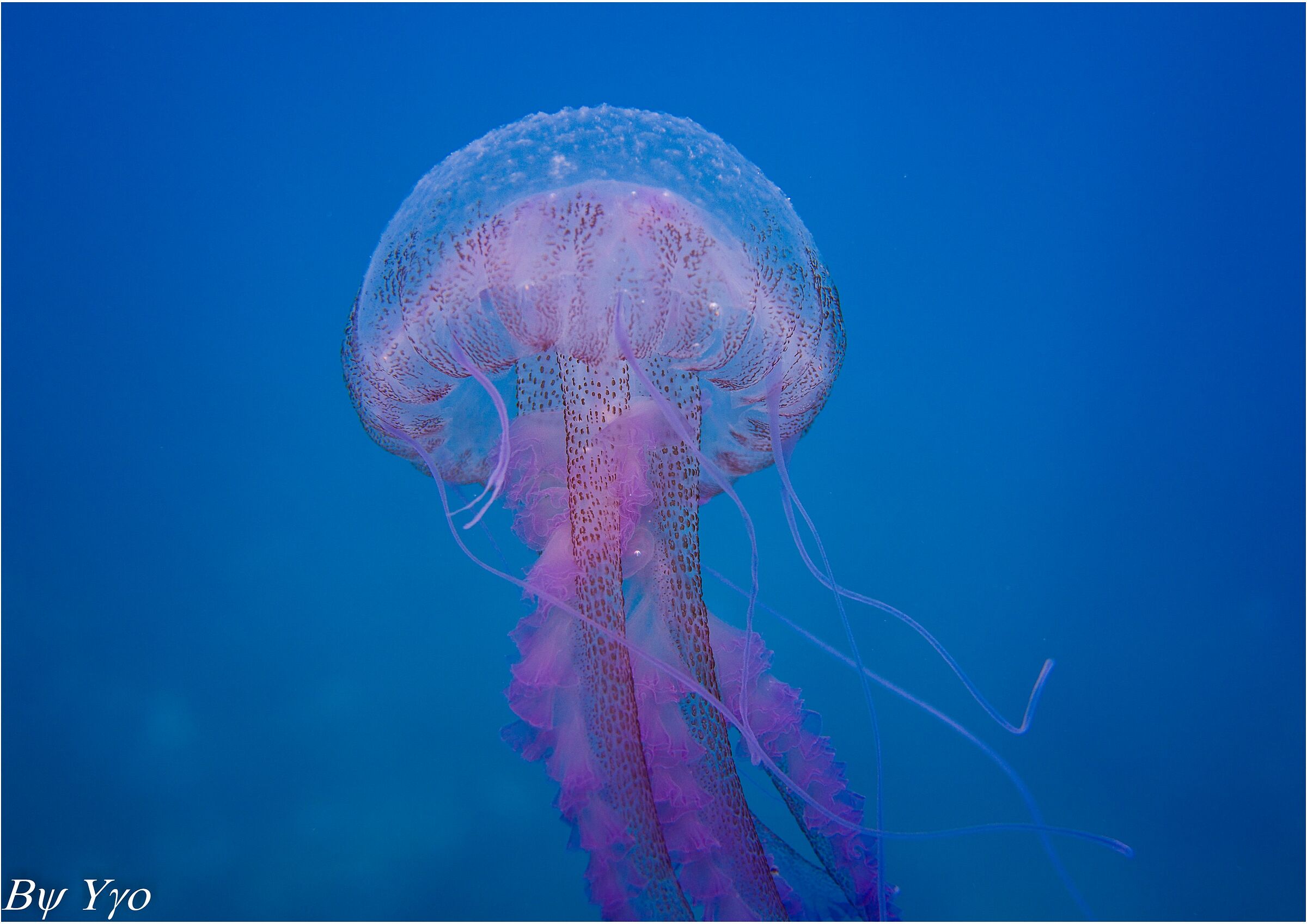 Pelagia noctiluca
