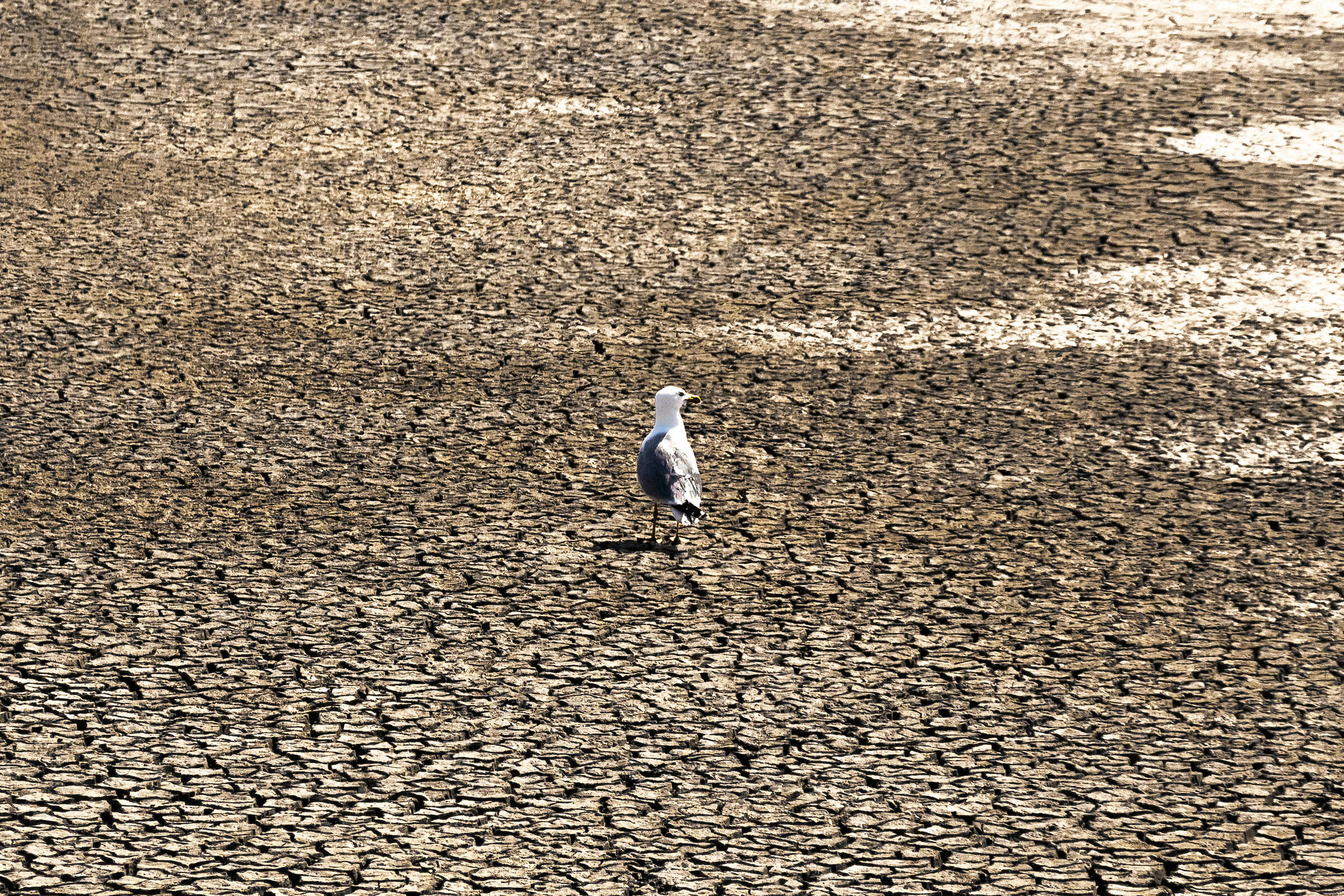 il gabbiano sul mare di linee