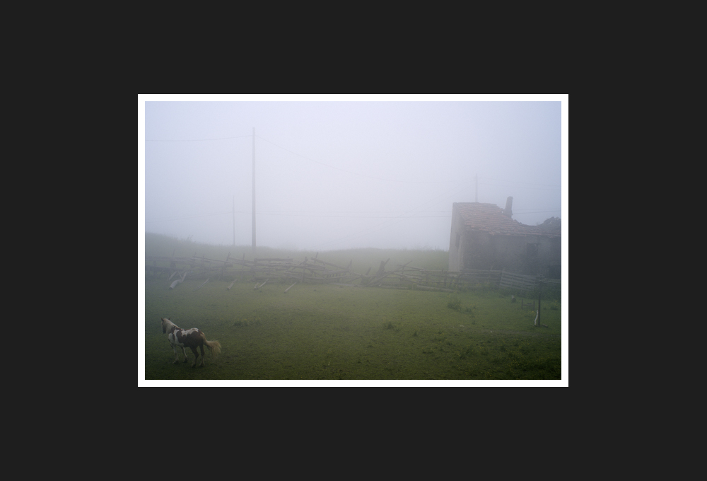 cavallo pezzato sul colle del melogno, 2016