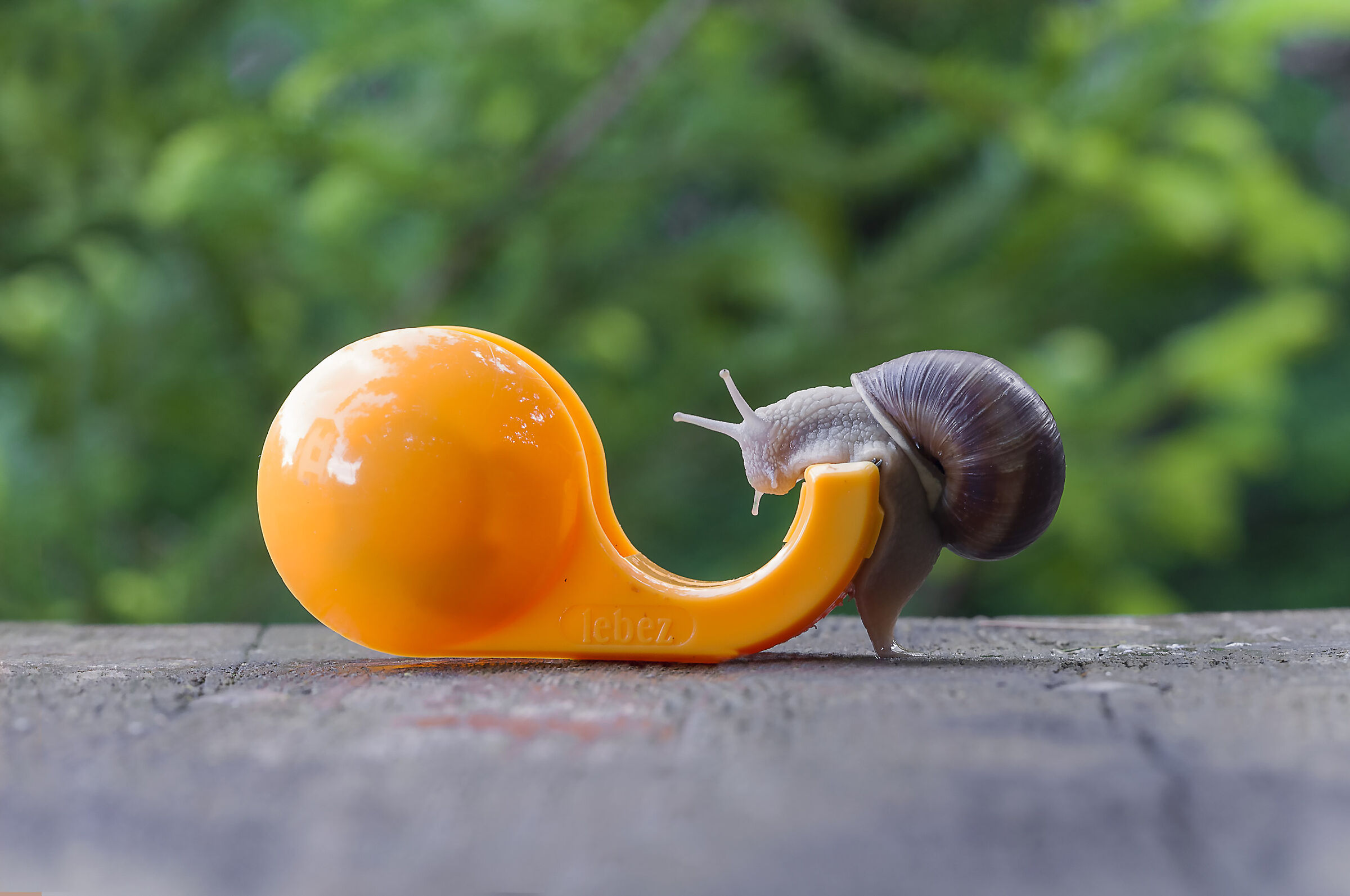 La chiocciola arrapata