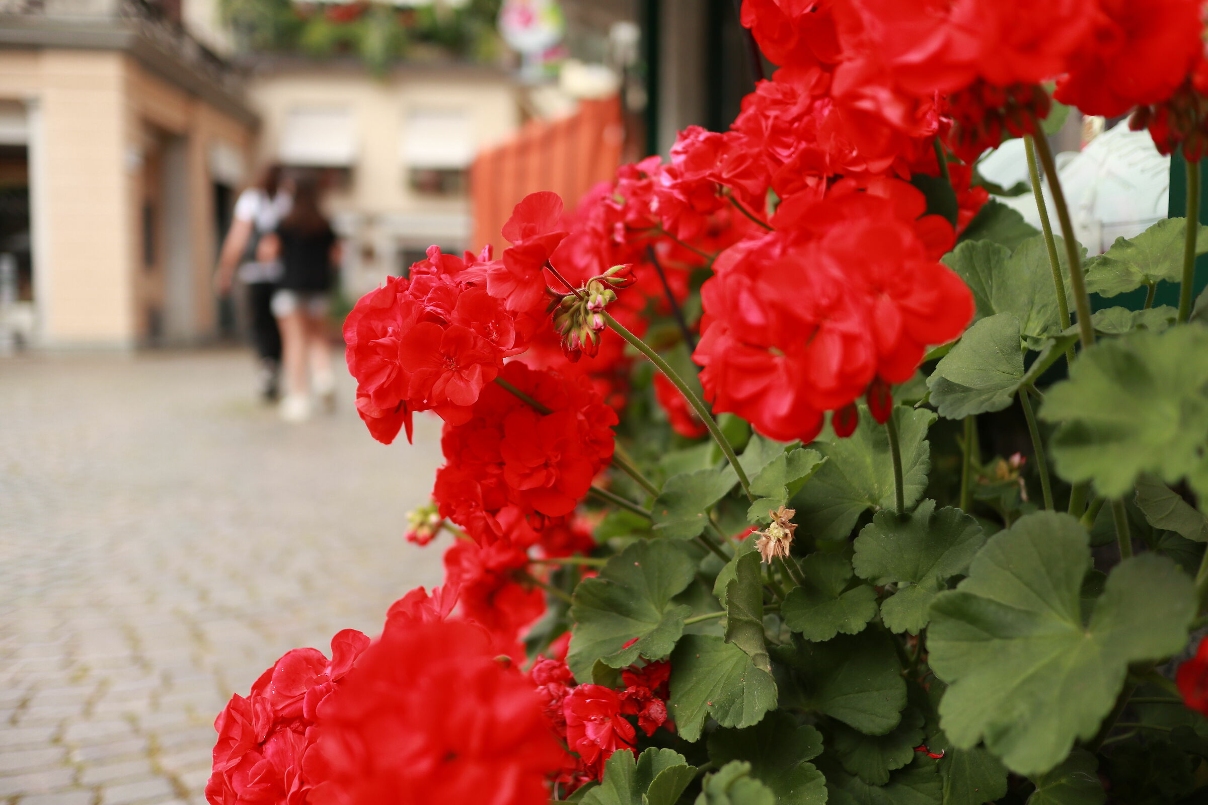 EOSM100, 22MM F2.0 ISO