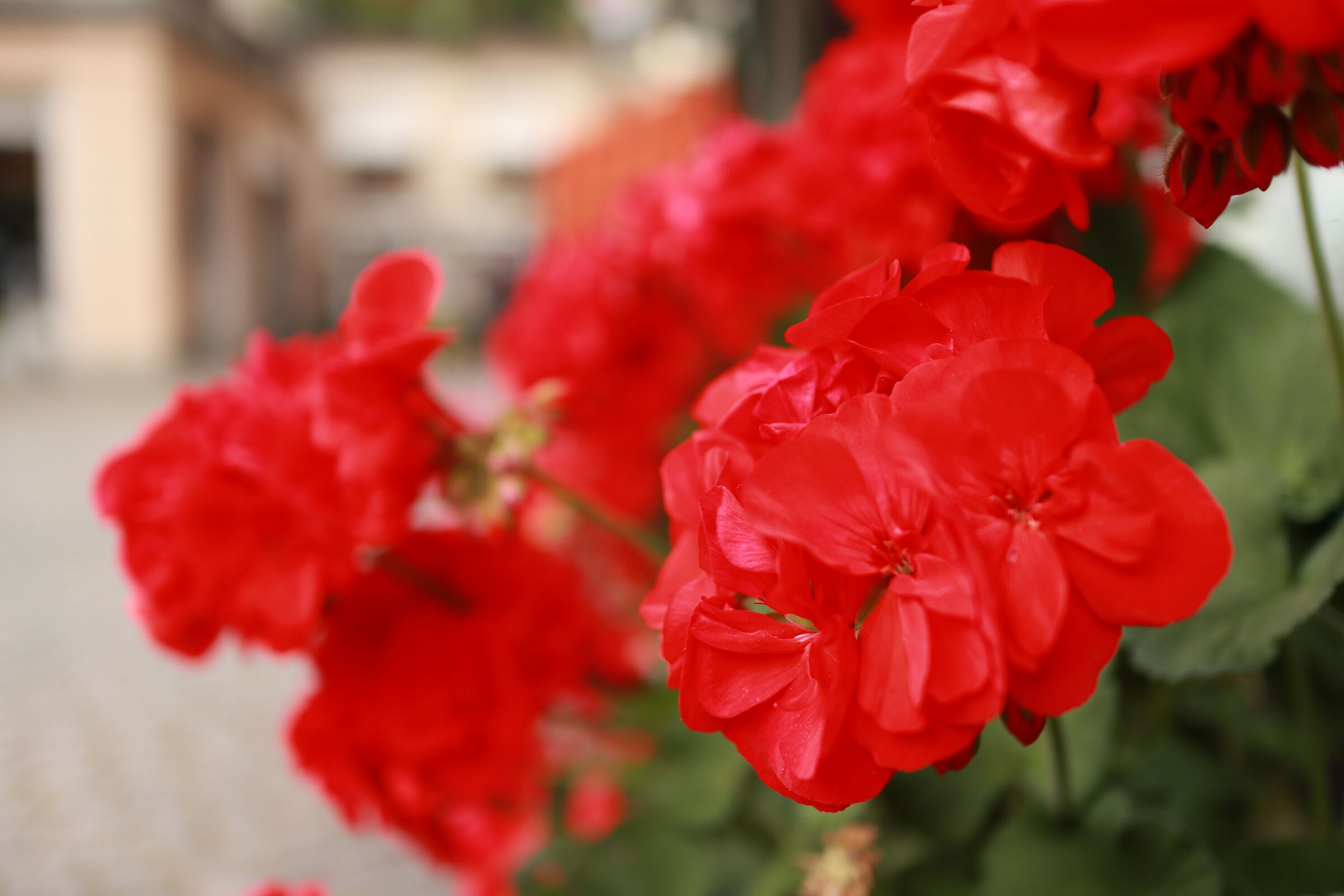 EOSM100, 22MM F2.0 ISO