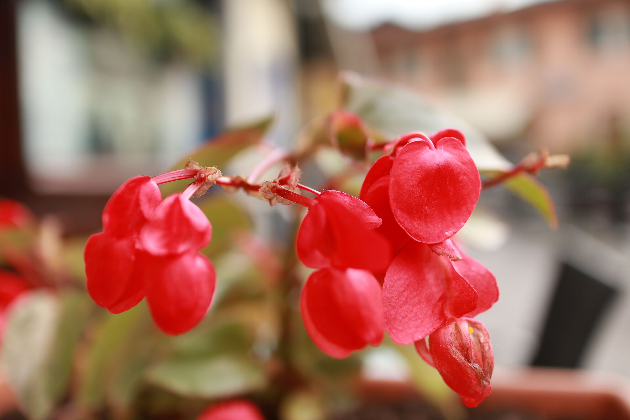 EOSM100, 22MM F2.0 ISO