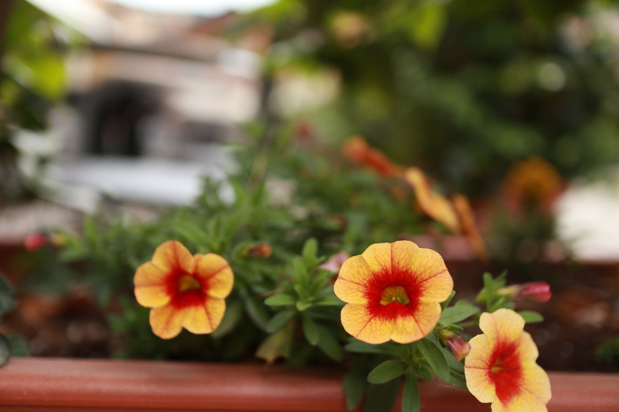 EOSM100, 22MM F2.0 ISO