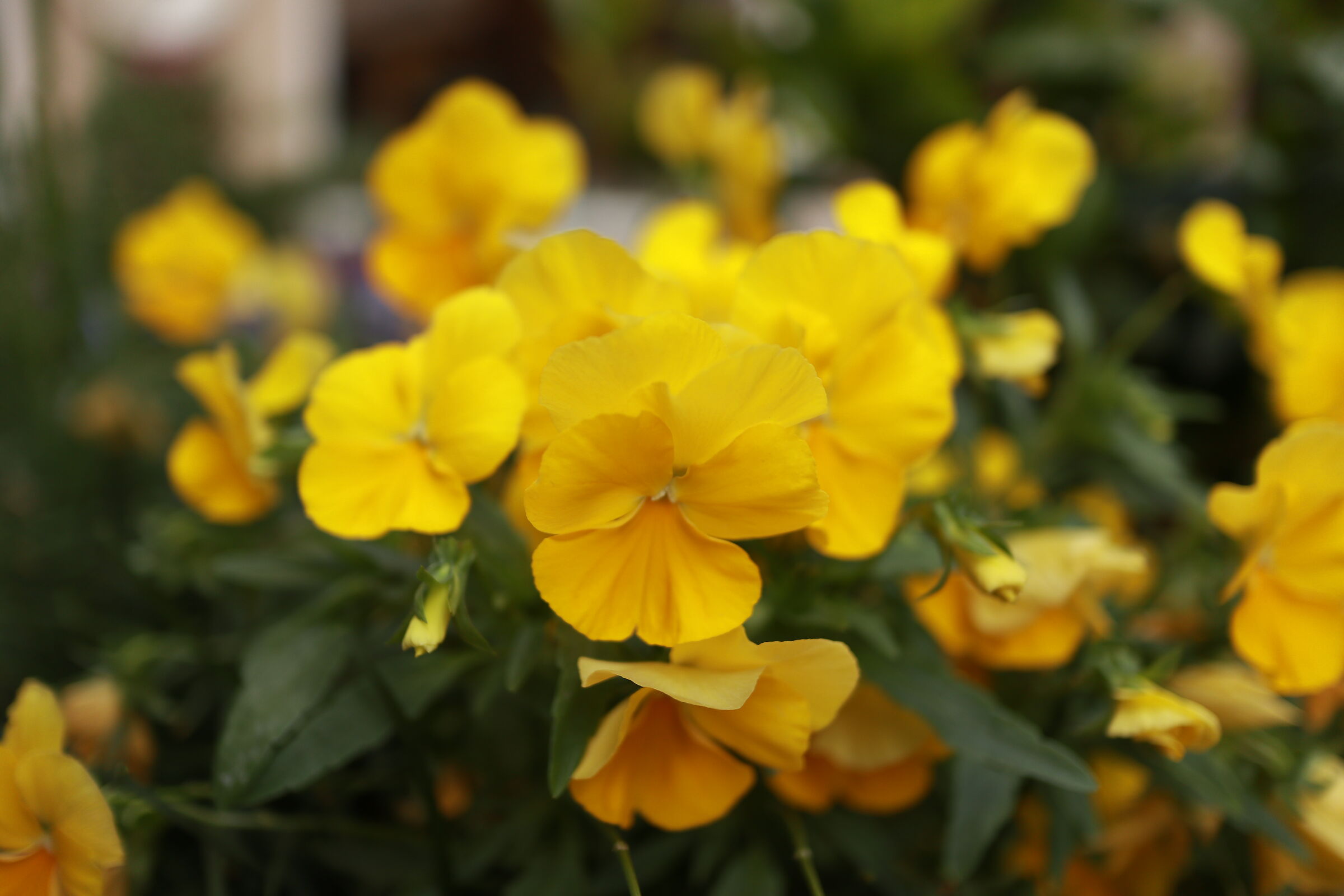 EOSM100, 22MM F2.0 ISO