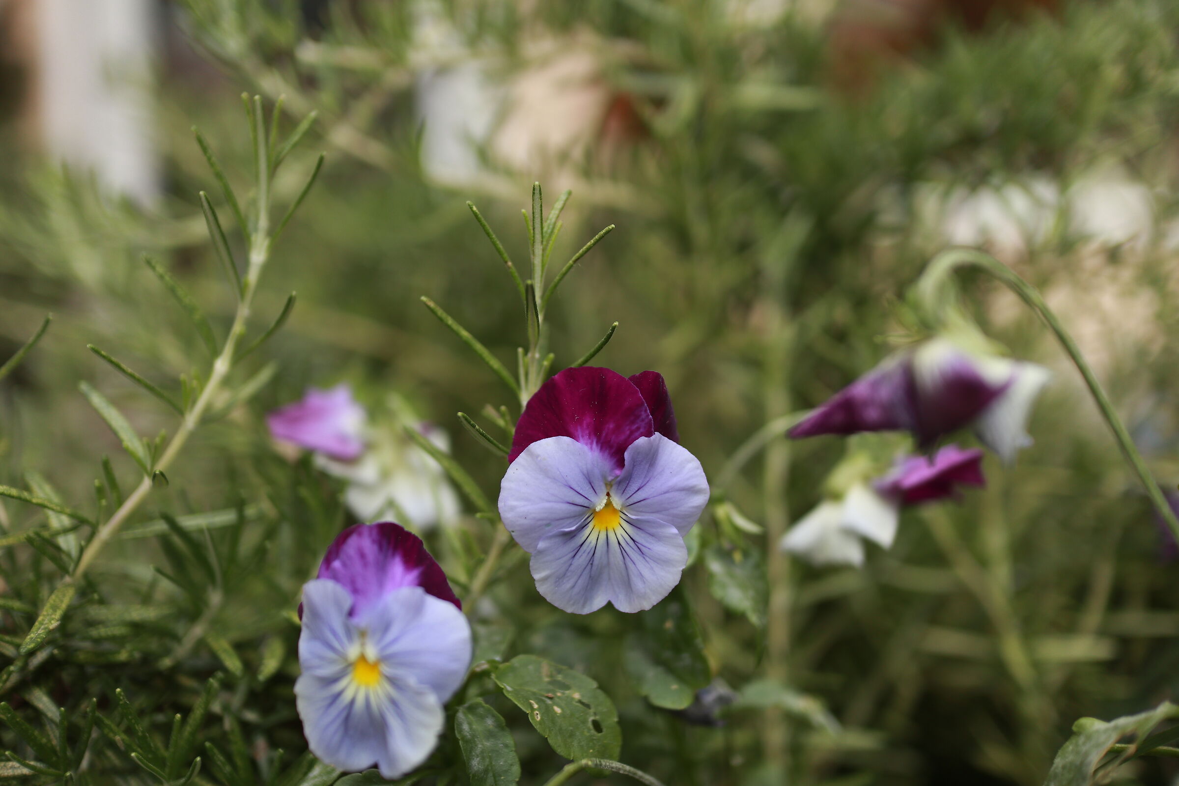 EOSM100, 22MM F2.0 ISO