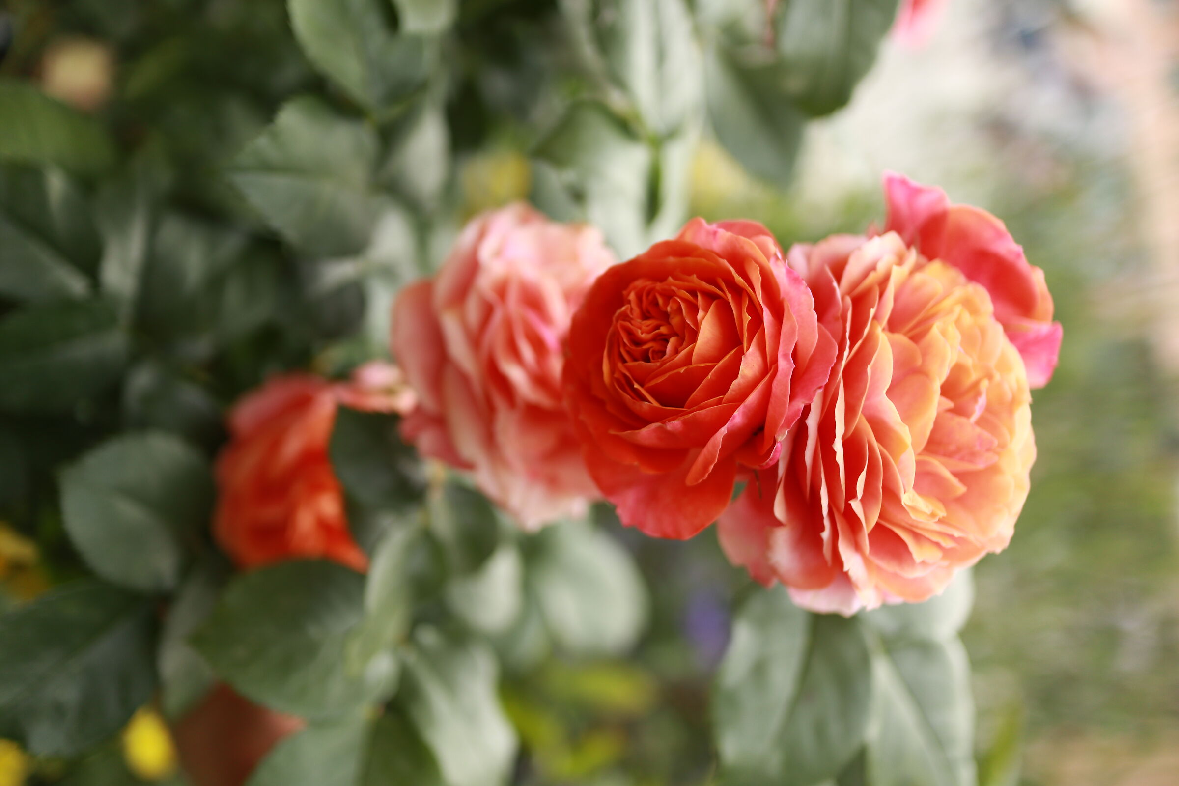 EOSM100, 22MM F2.0 ISO