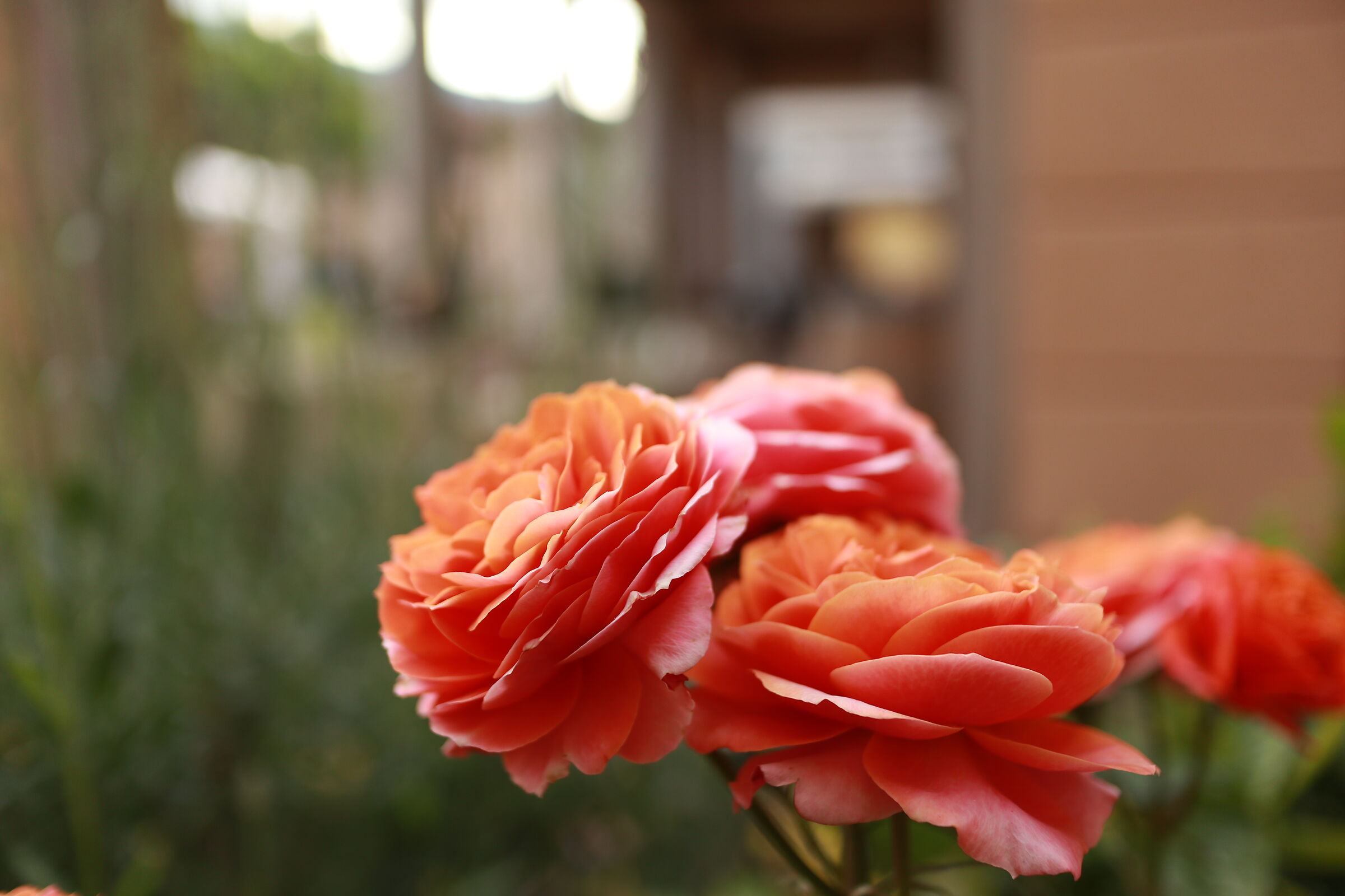 EOSM100, 22MM F2.0 ISO