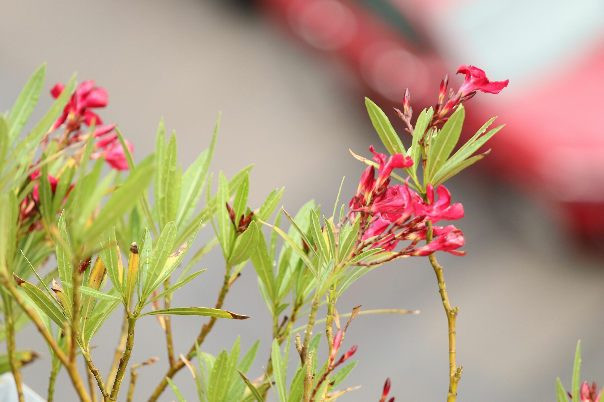 EOSM100, 22MM F2.0 ISO