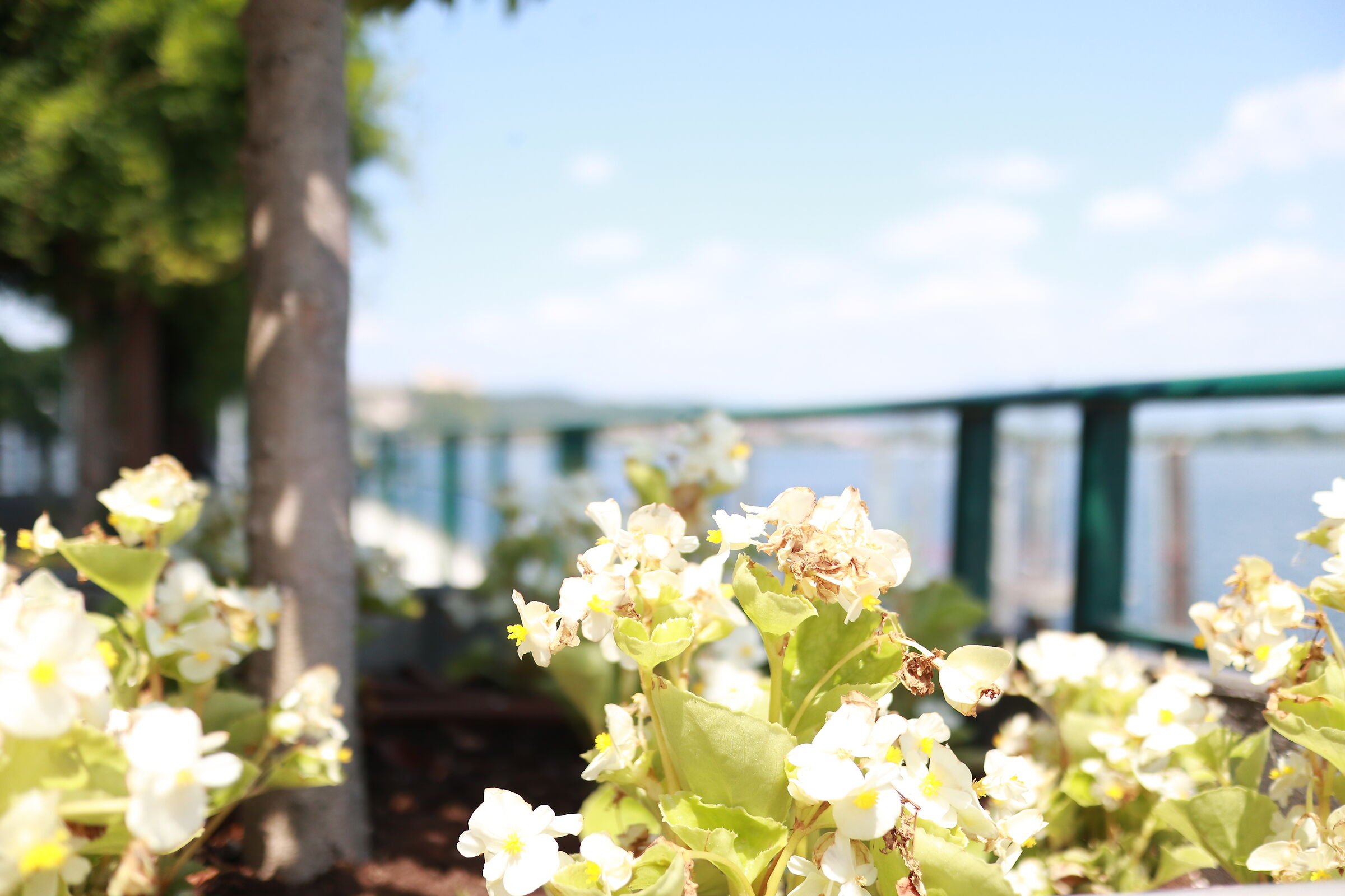 EOSM100, 22MM F2.0 ISO