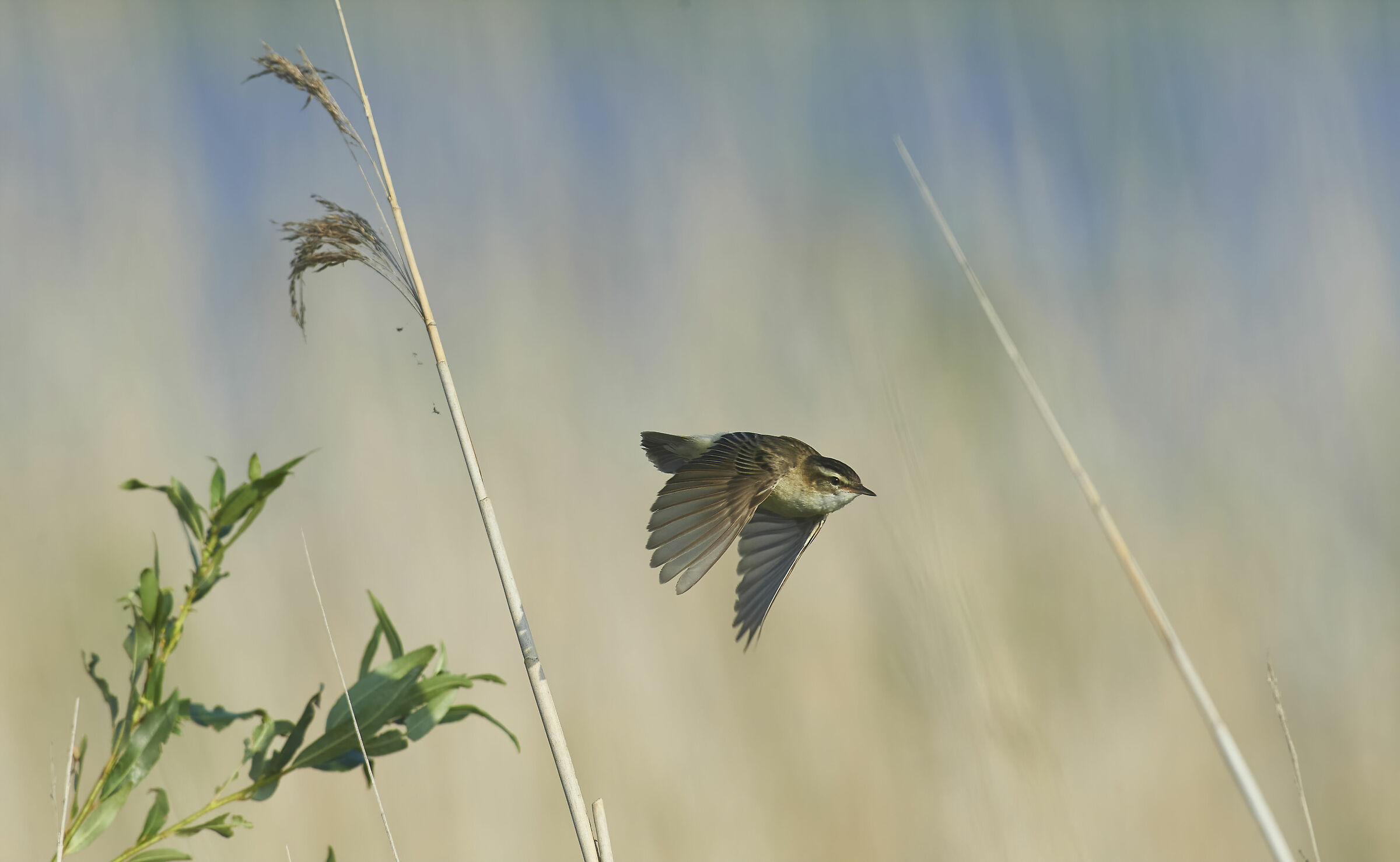 Bellite a sedge