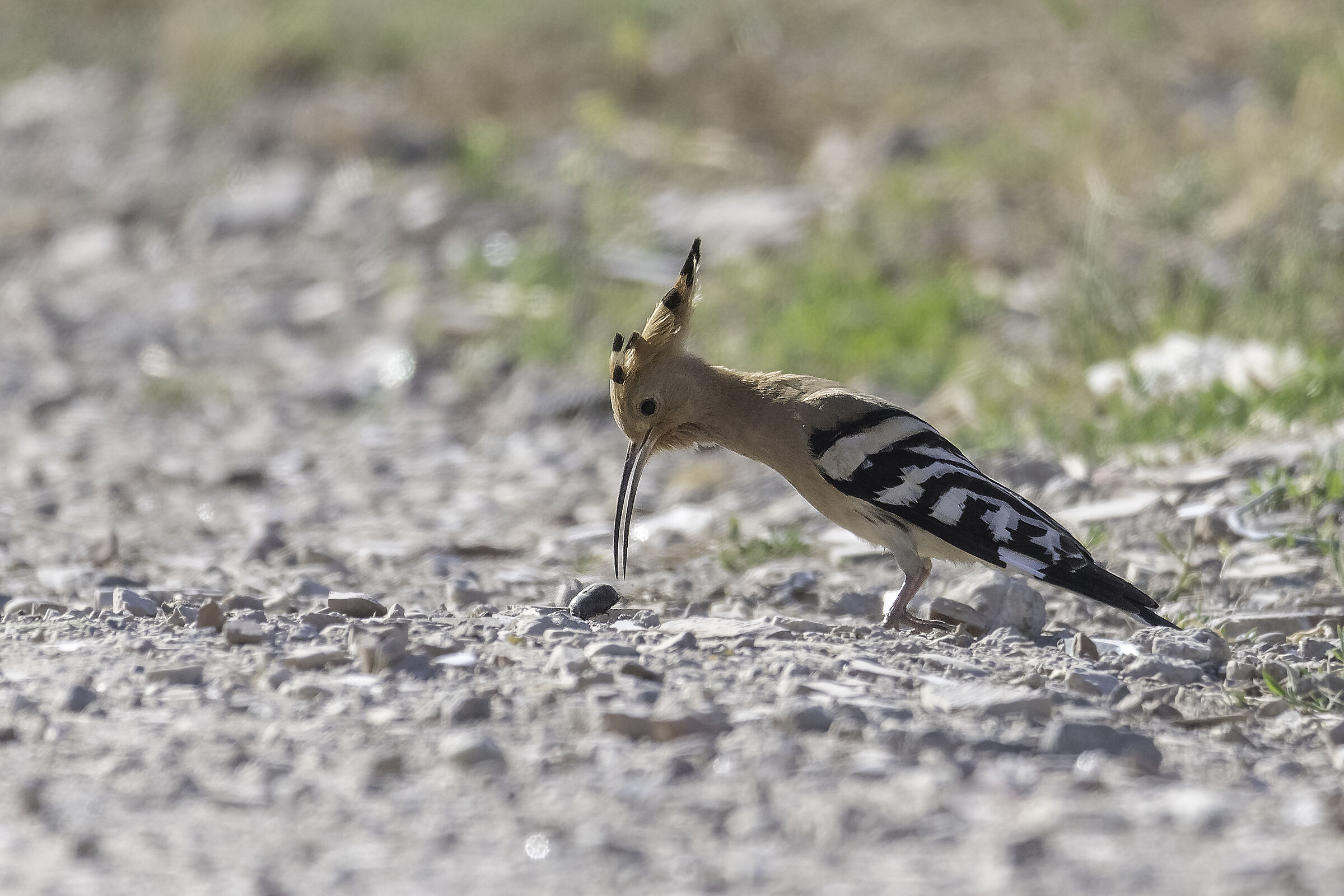 Hoopoe