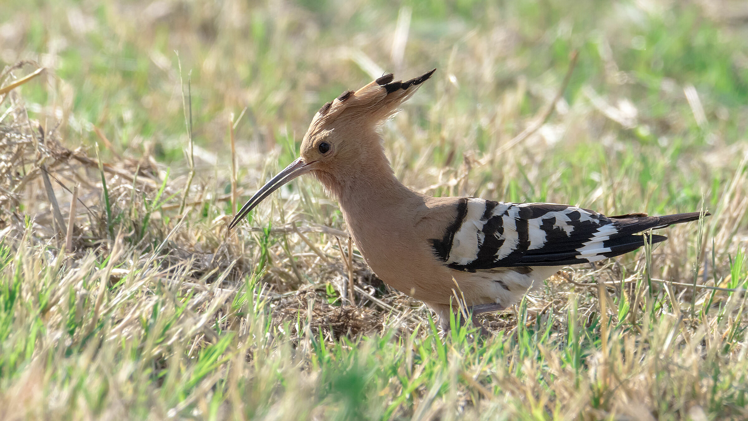Hoopoe