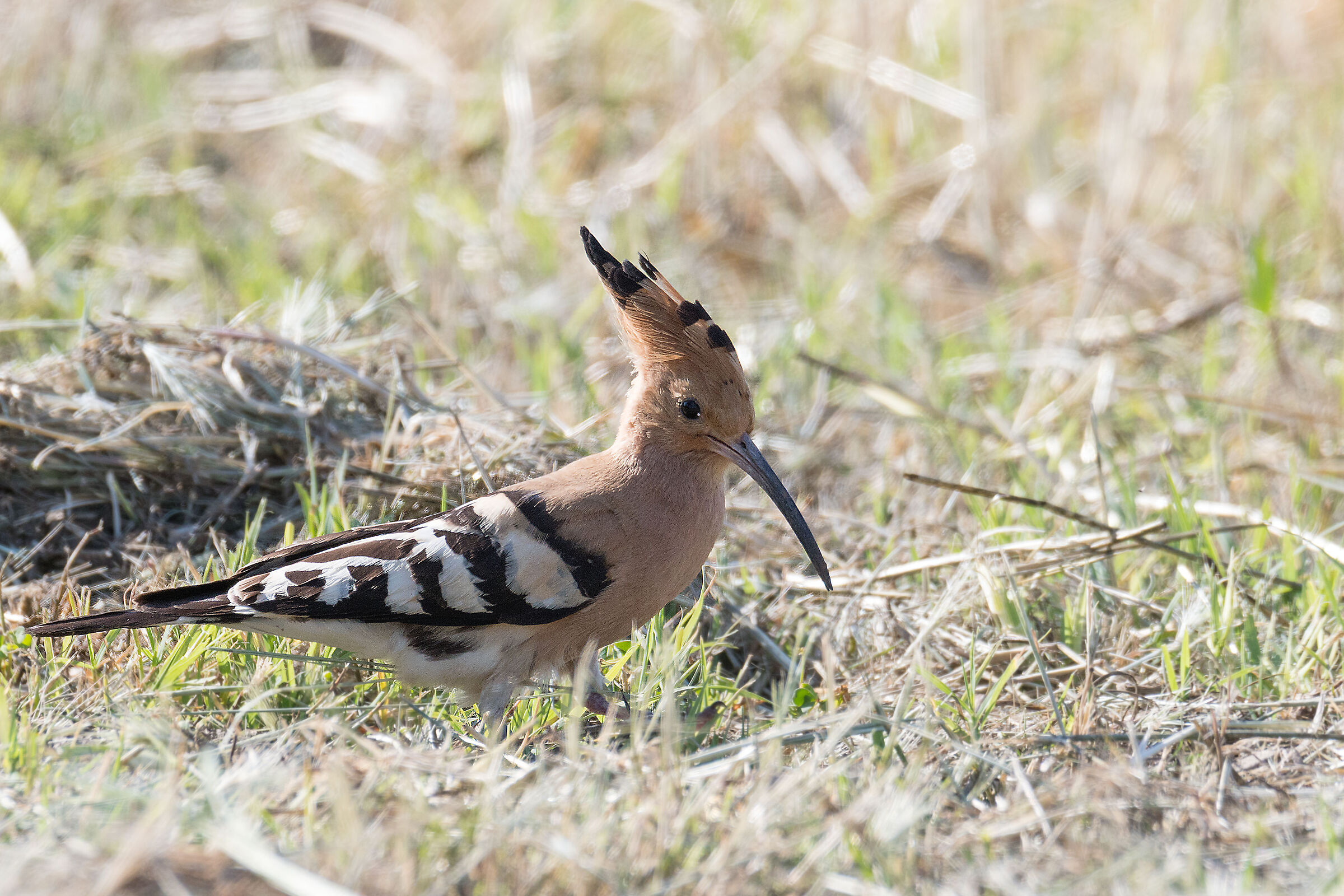 Hoopoe