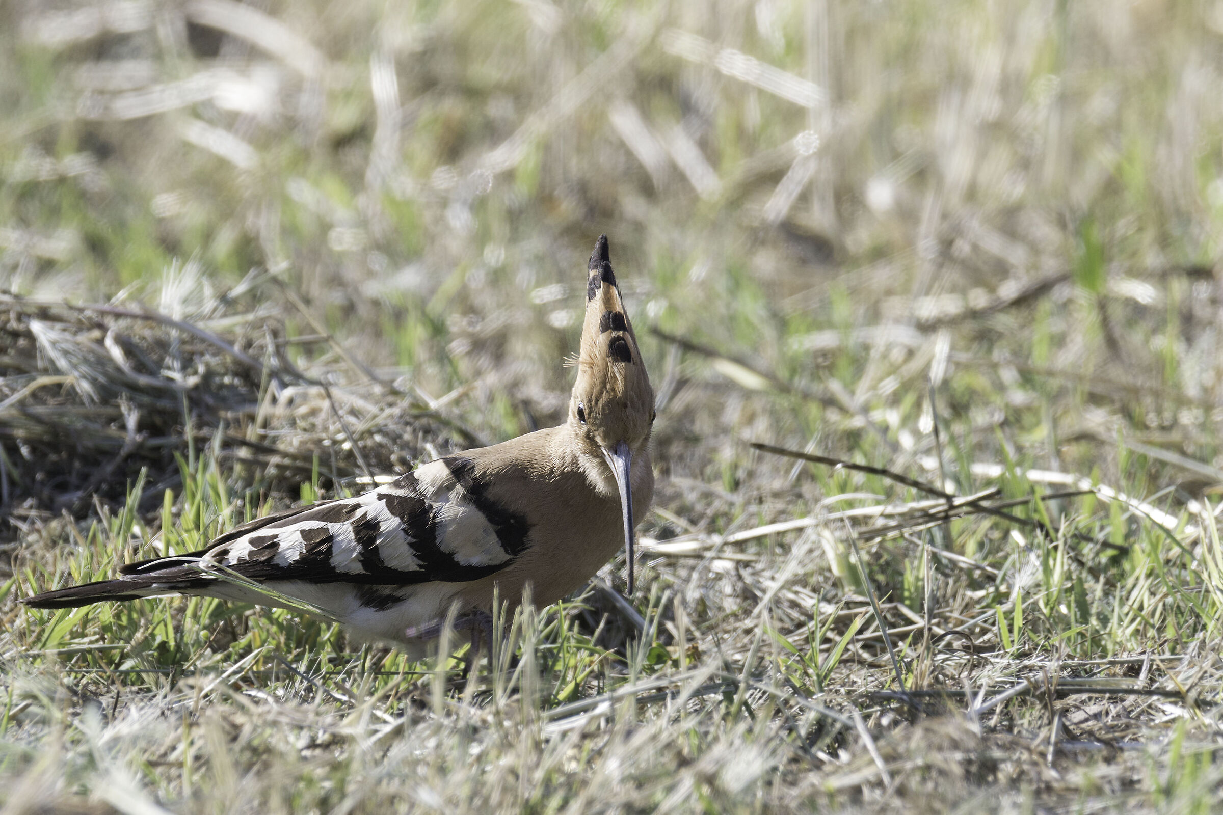 Hoopoe