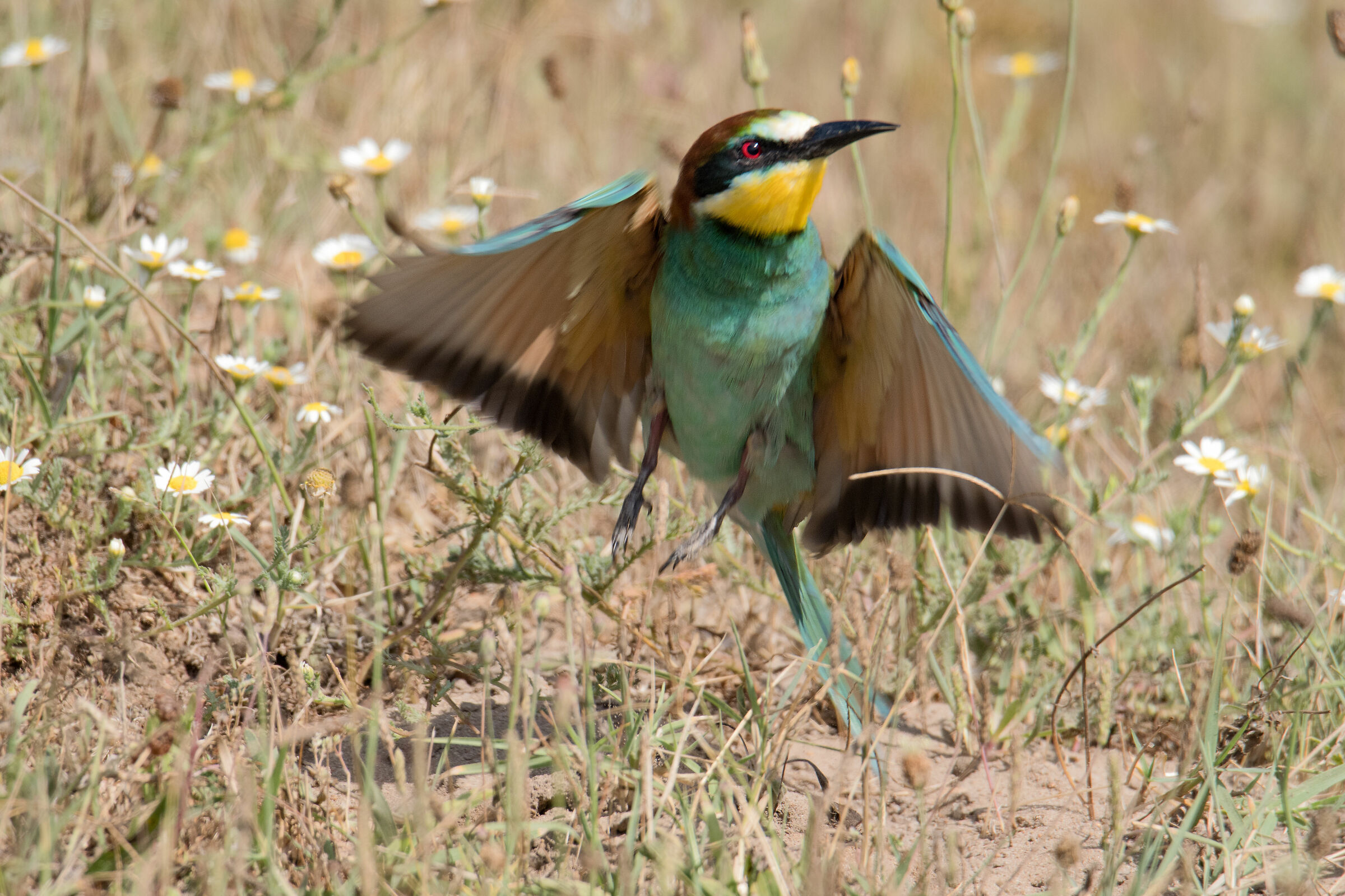 Bee-eater