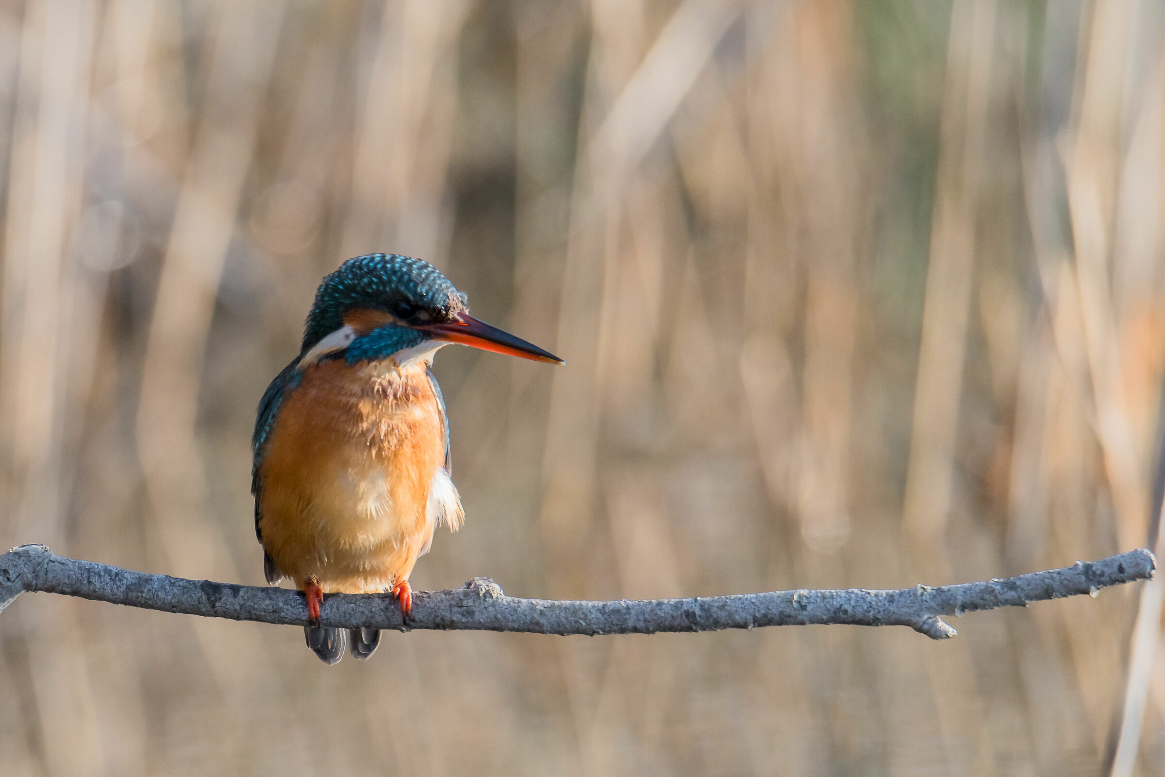 Kingfisher