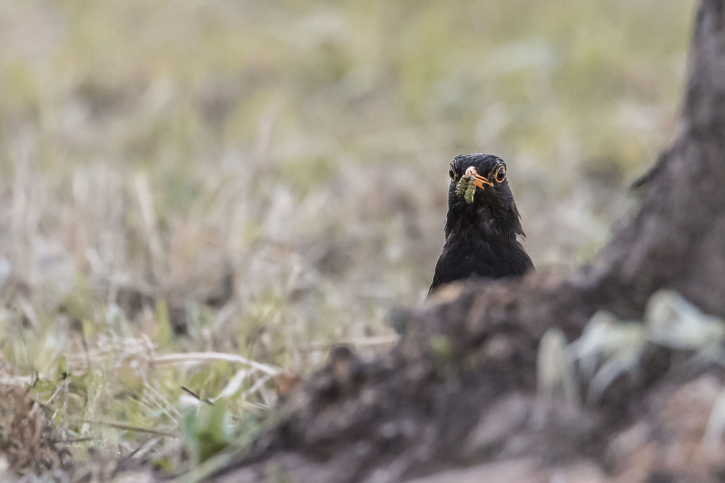 Blackbird with prey