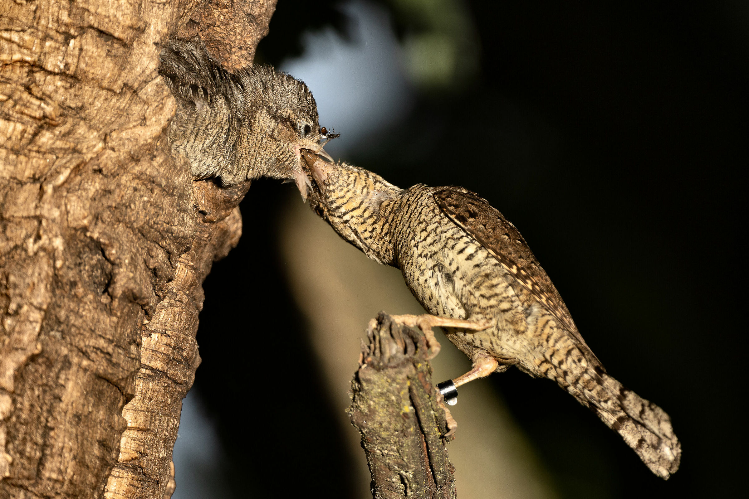 Torch soaked at sunset