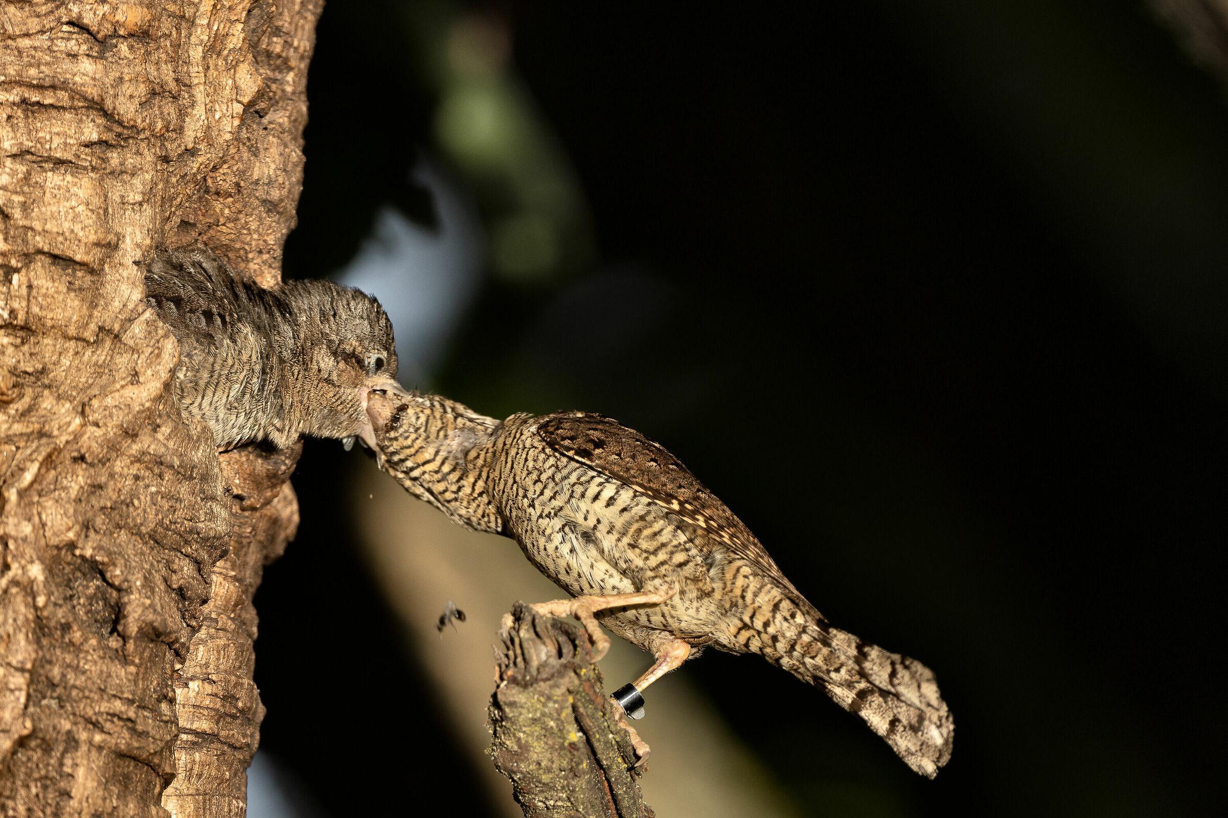 Torcicollo imbeccata 2