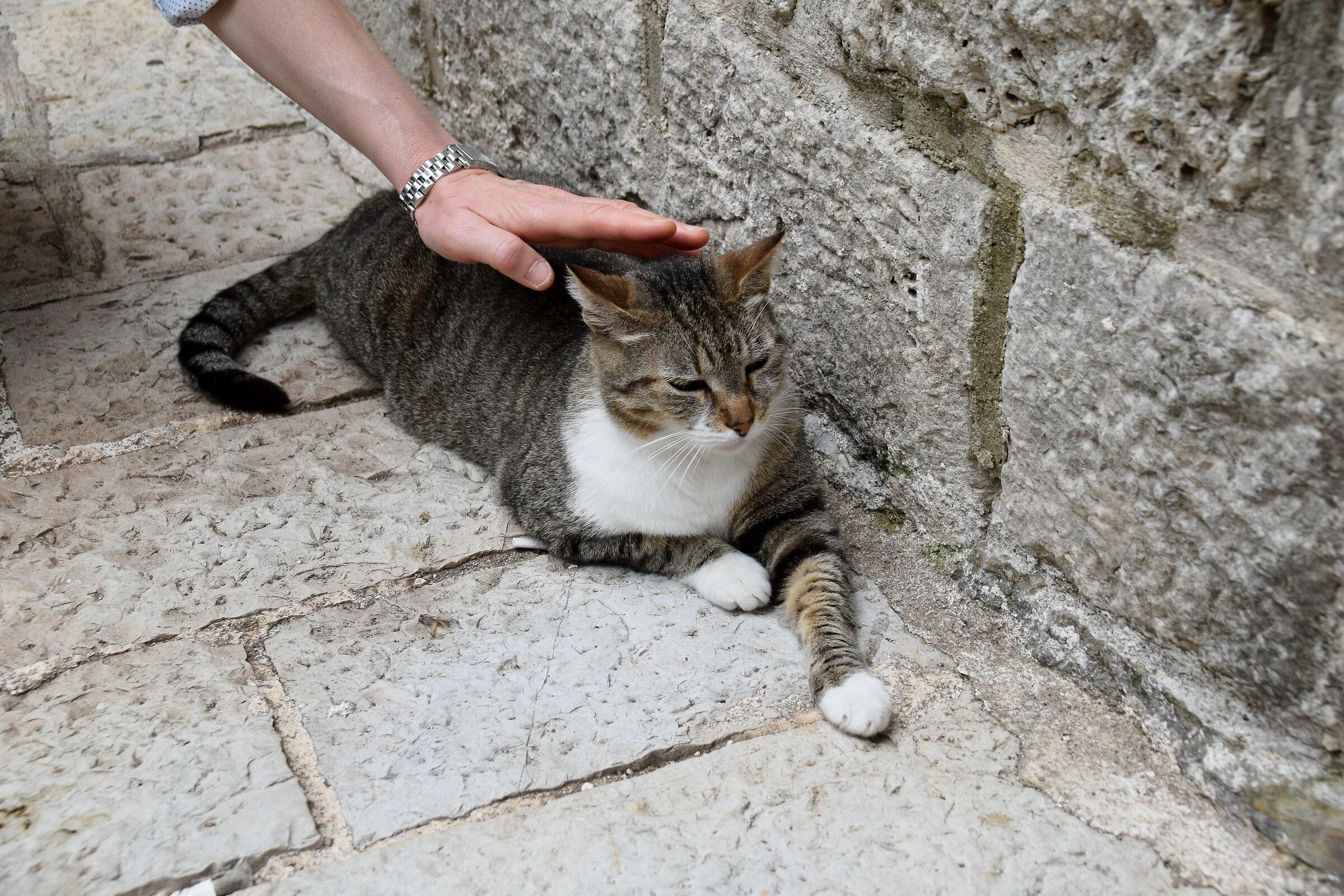 Gatto di Kotor