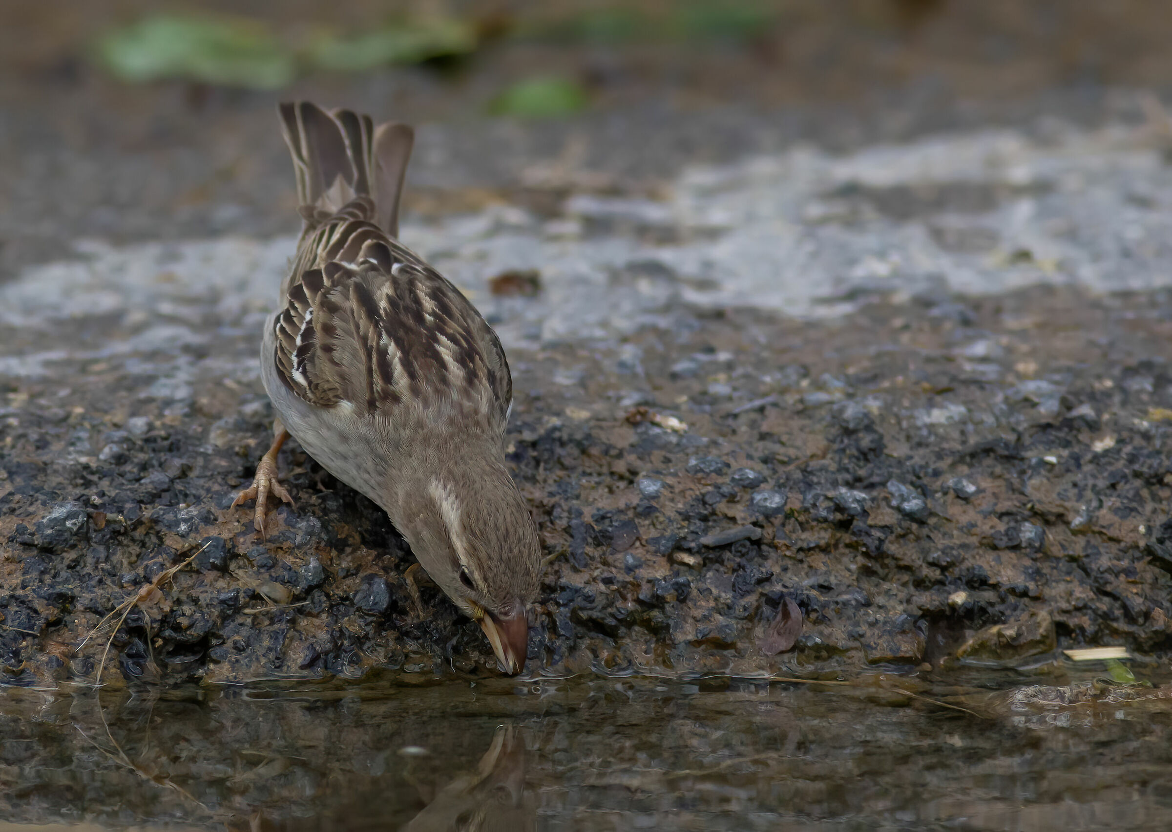 Quasi quasi mi faccio una bevuta