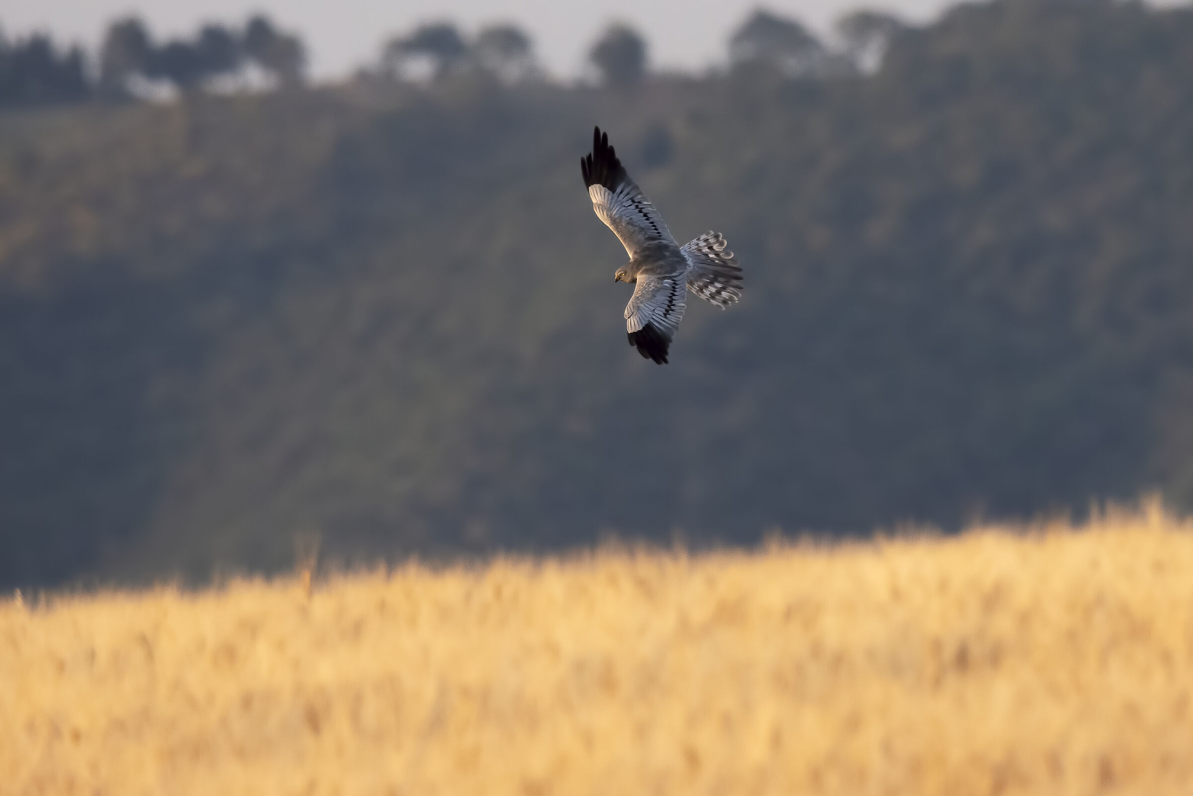 Albanella minore maschio